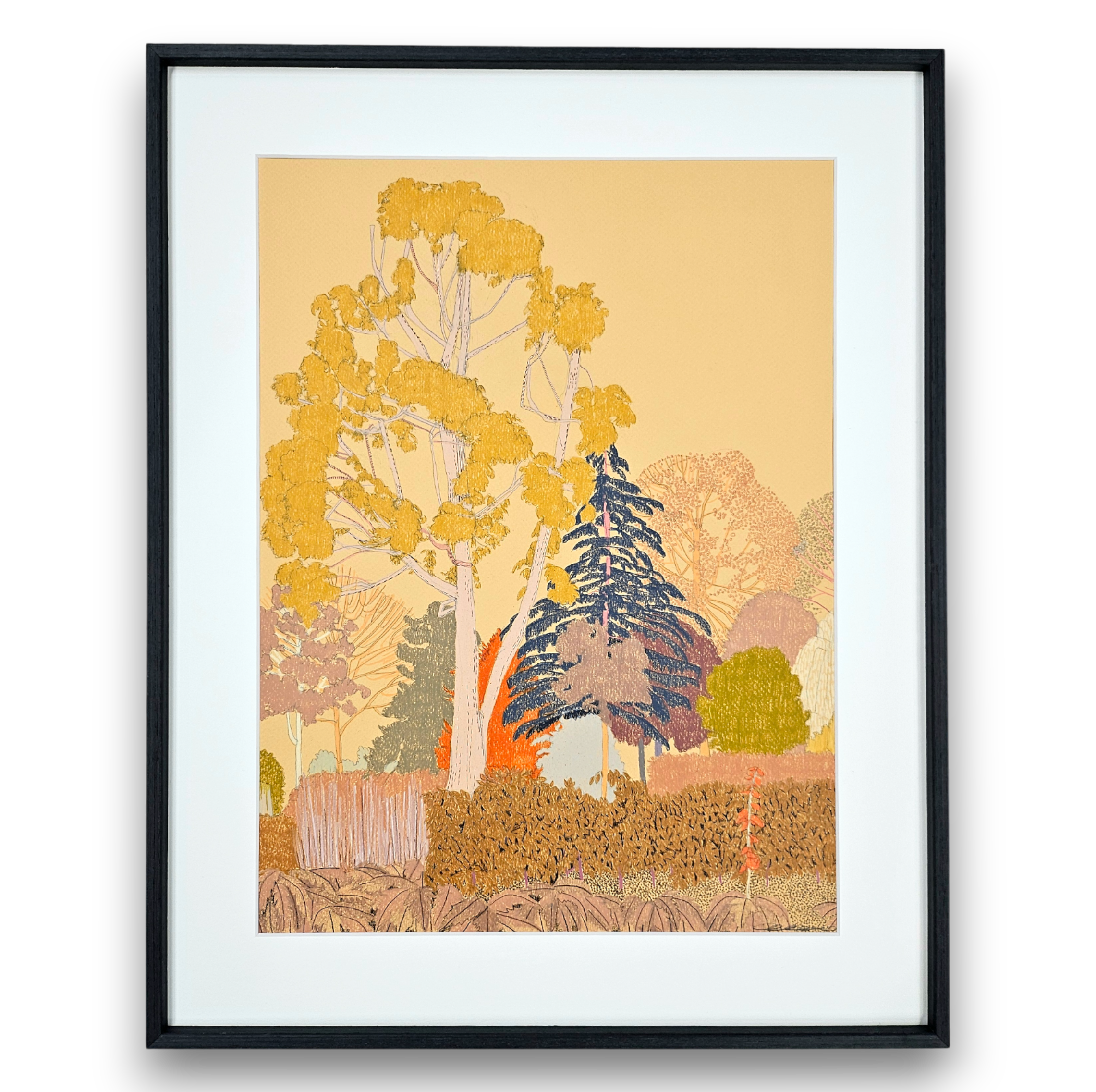 clare halifax "Eucalyptus Tree, Lloyd Park Study II" (framed)