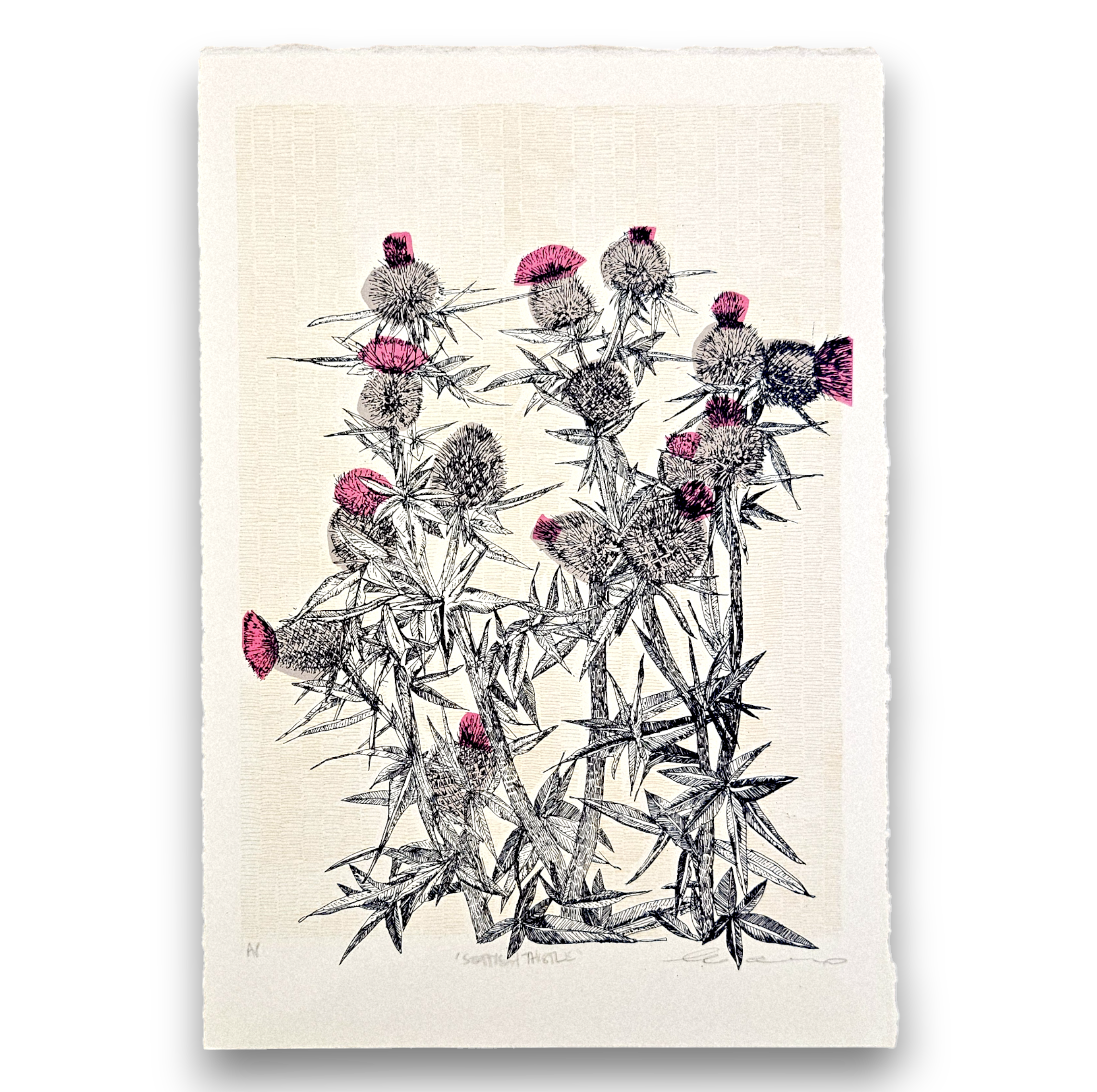 Clare Halifax - Scottish Thistle.png