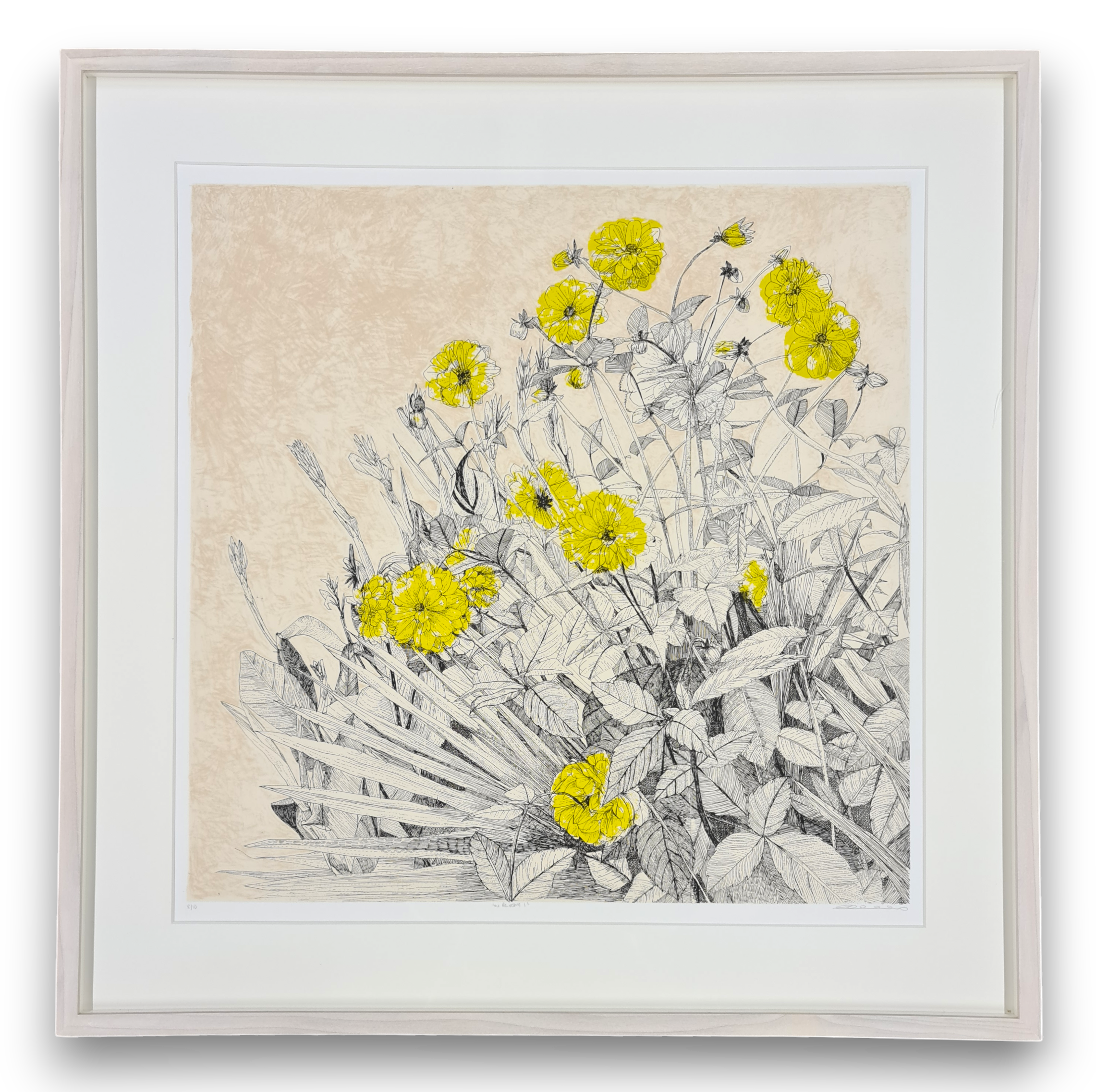 clare halifax "in bloom 1"