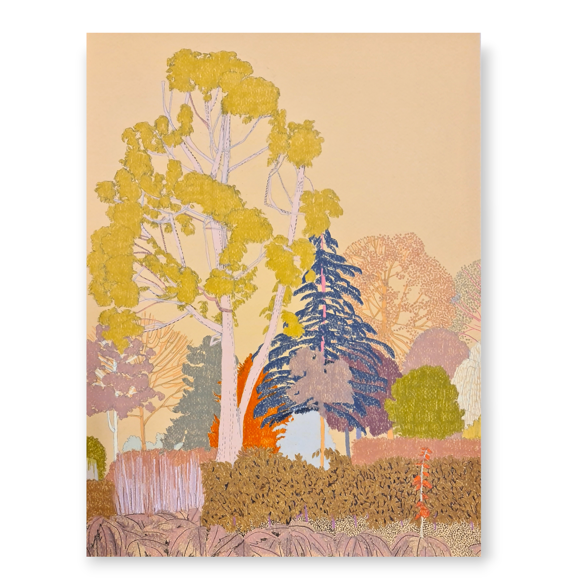 clare halifax "Eucalyptus Tree, Lloyd Park Study II"