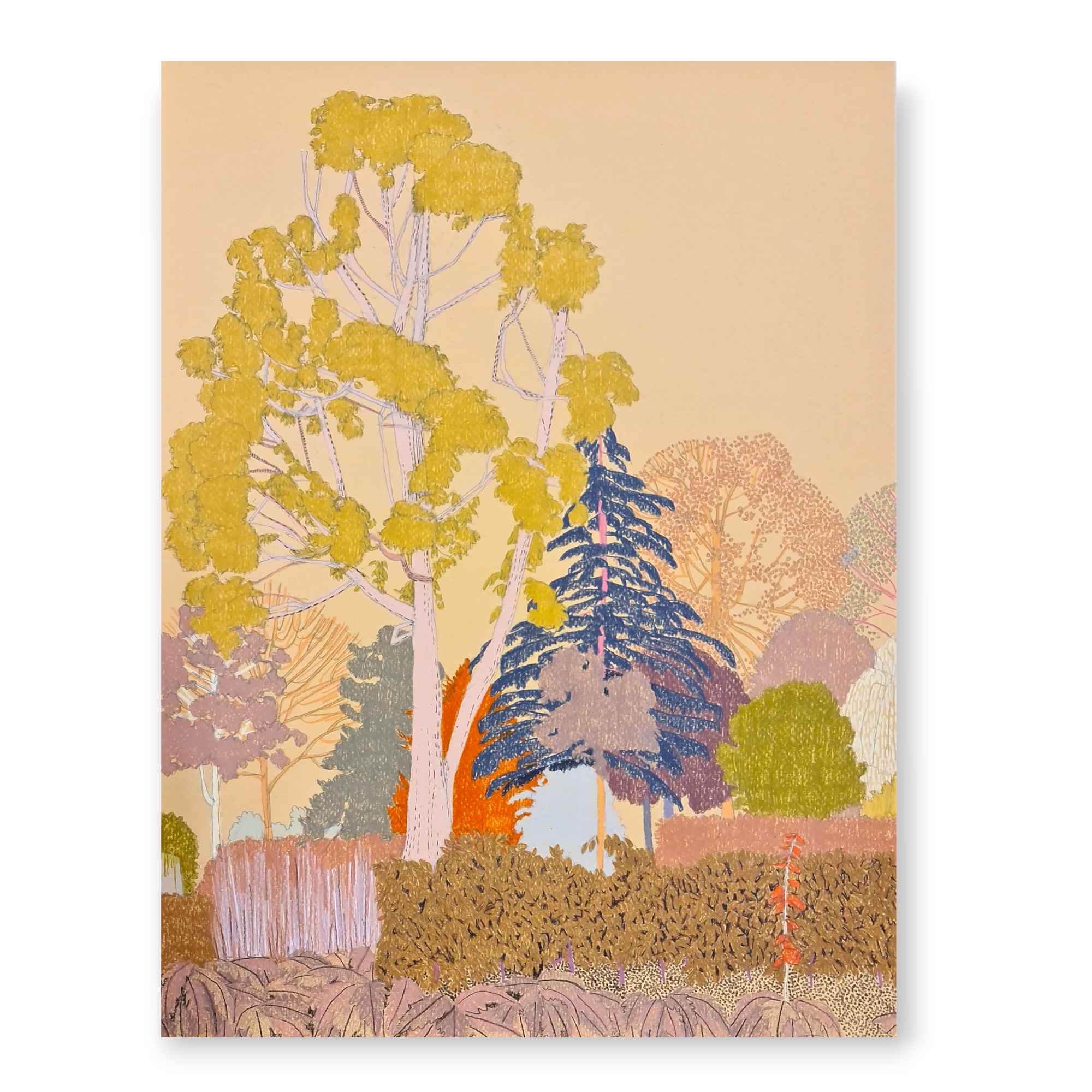 clare halifax "Eucalyptus Tree, Lloyd Park Study II"