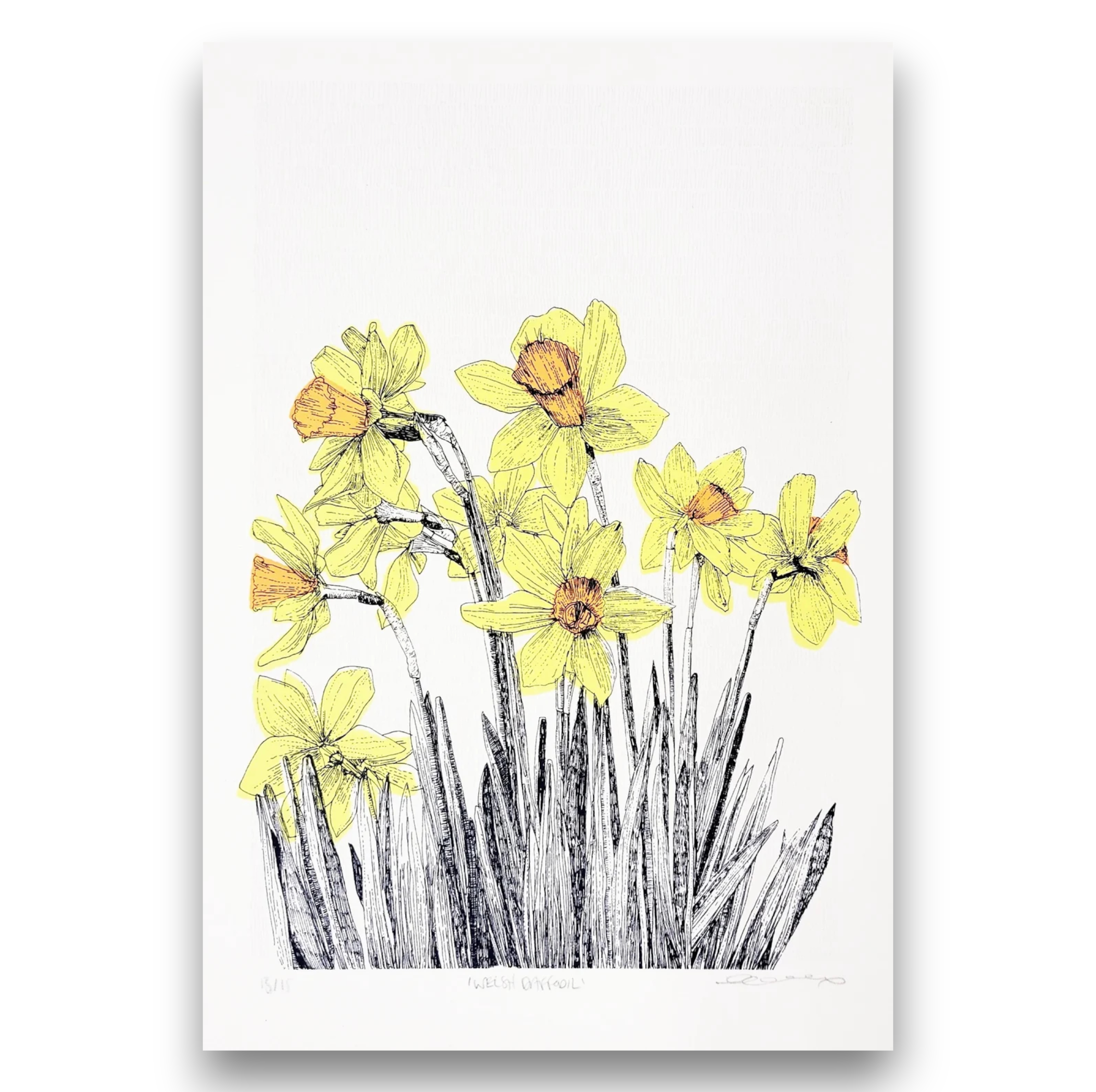 clare halifax "welsh daffodil"