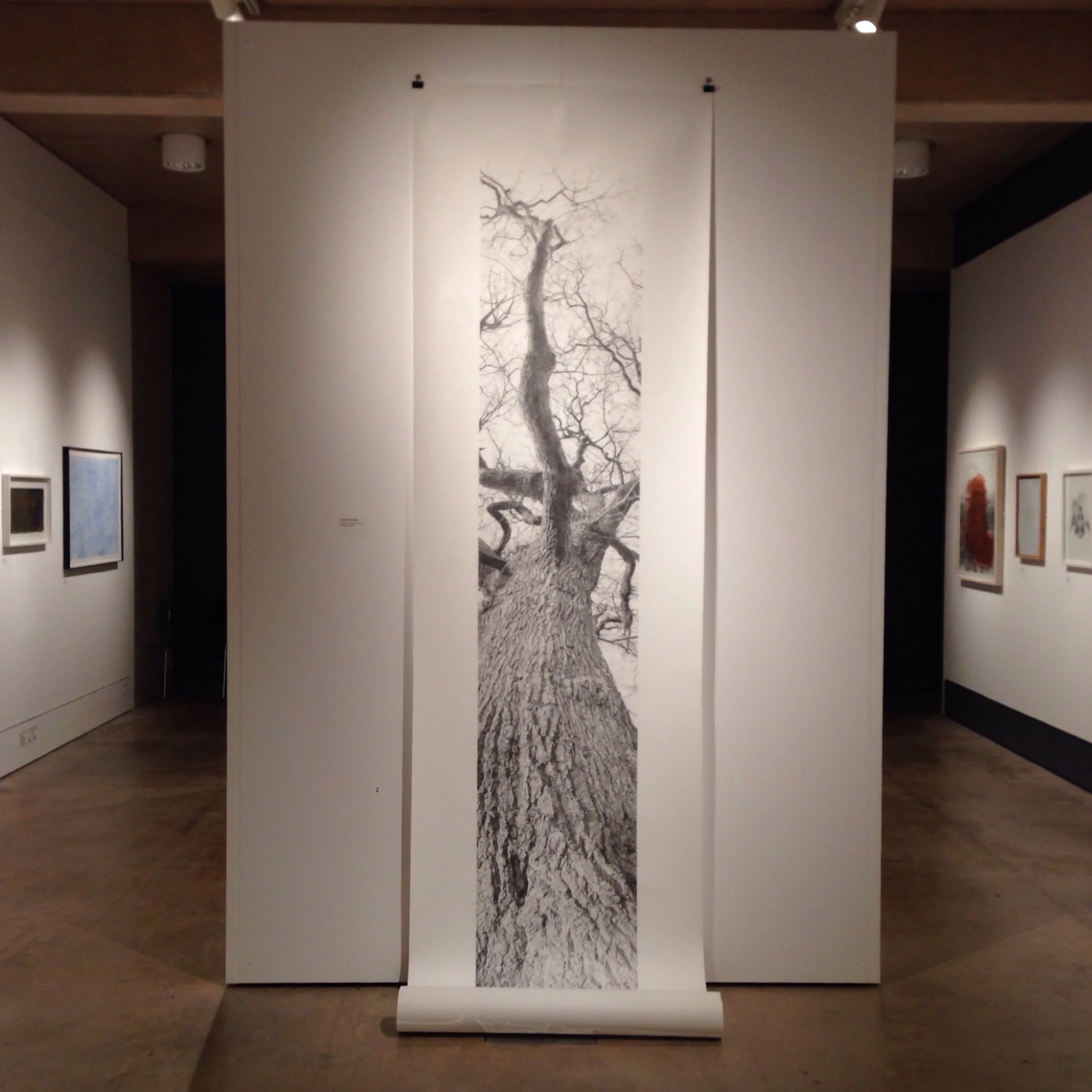 Vertical Panorama: Oak Tree by Hannah Downing 