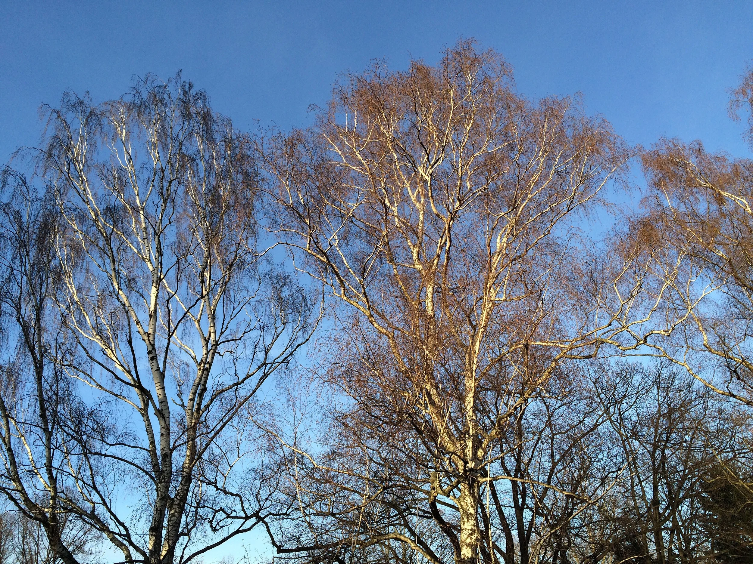 Trees in Tiergarten