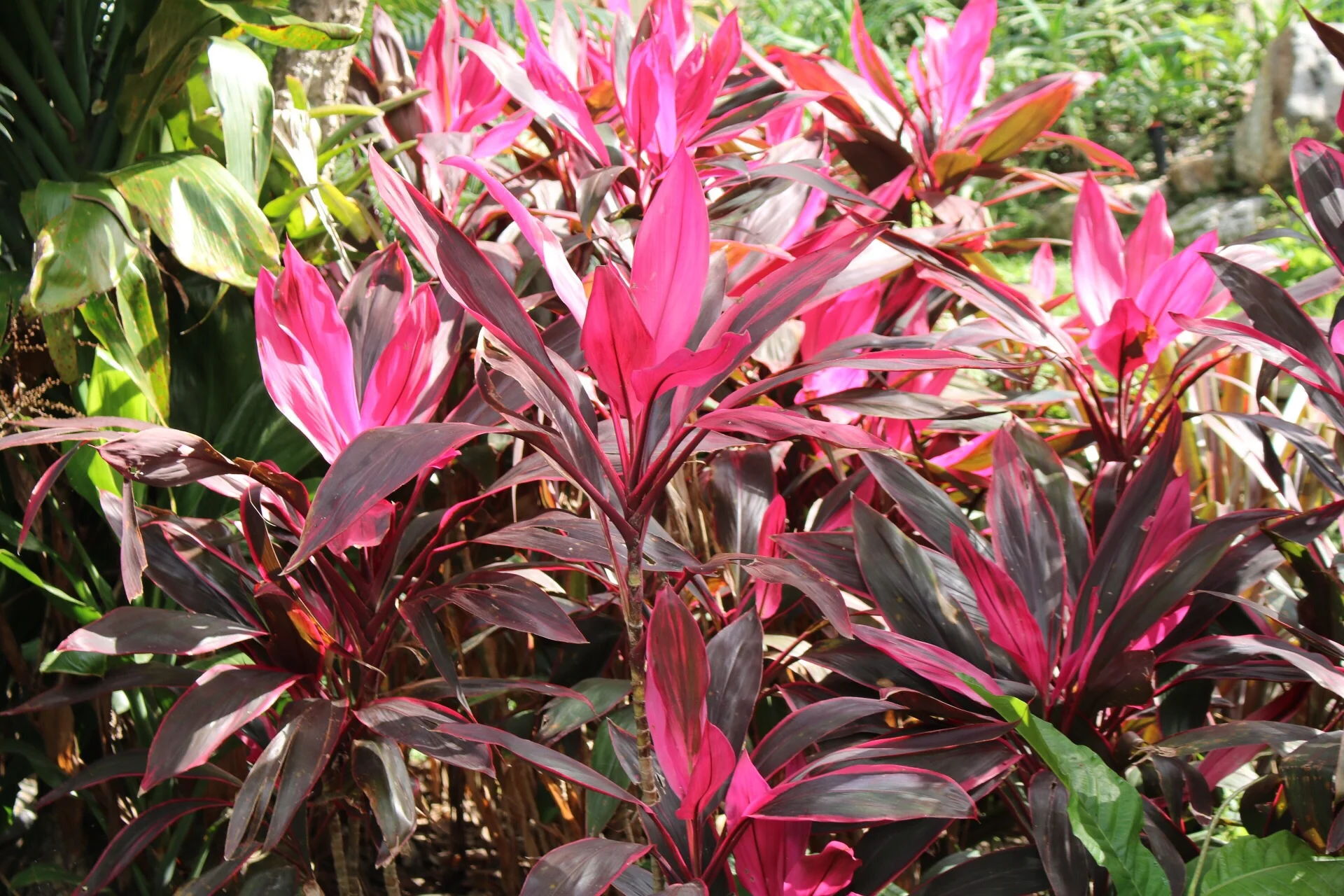 Jardim Botânico