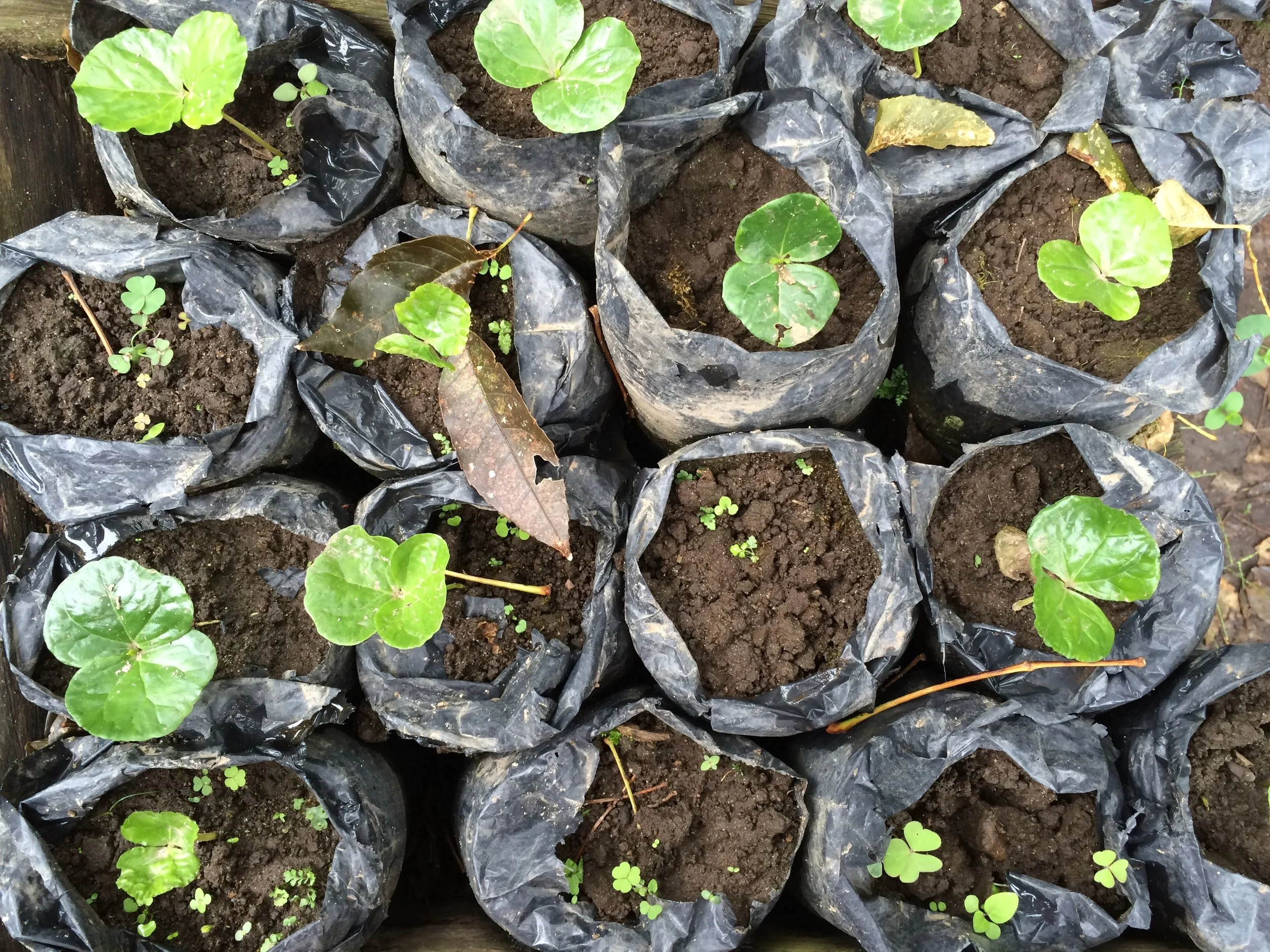 Little Coffee Seedlings in the Cocora Valley, Colombia