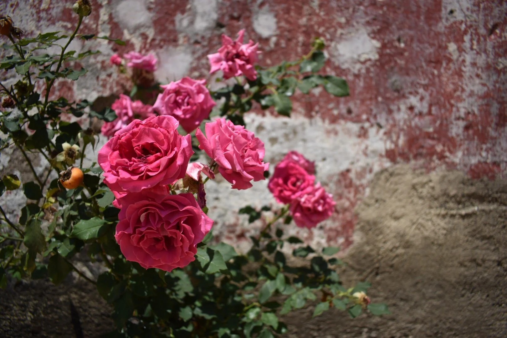 Beautiful Pink Roses in Antigua, Guatemala