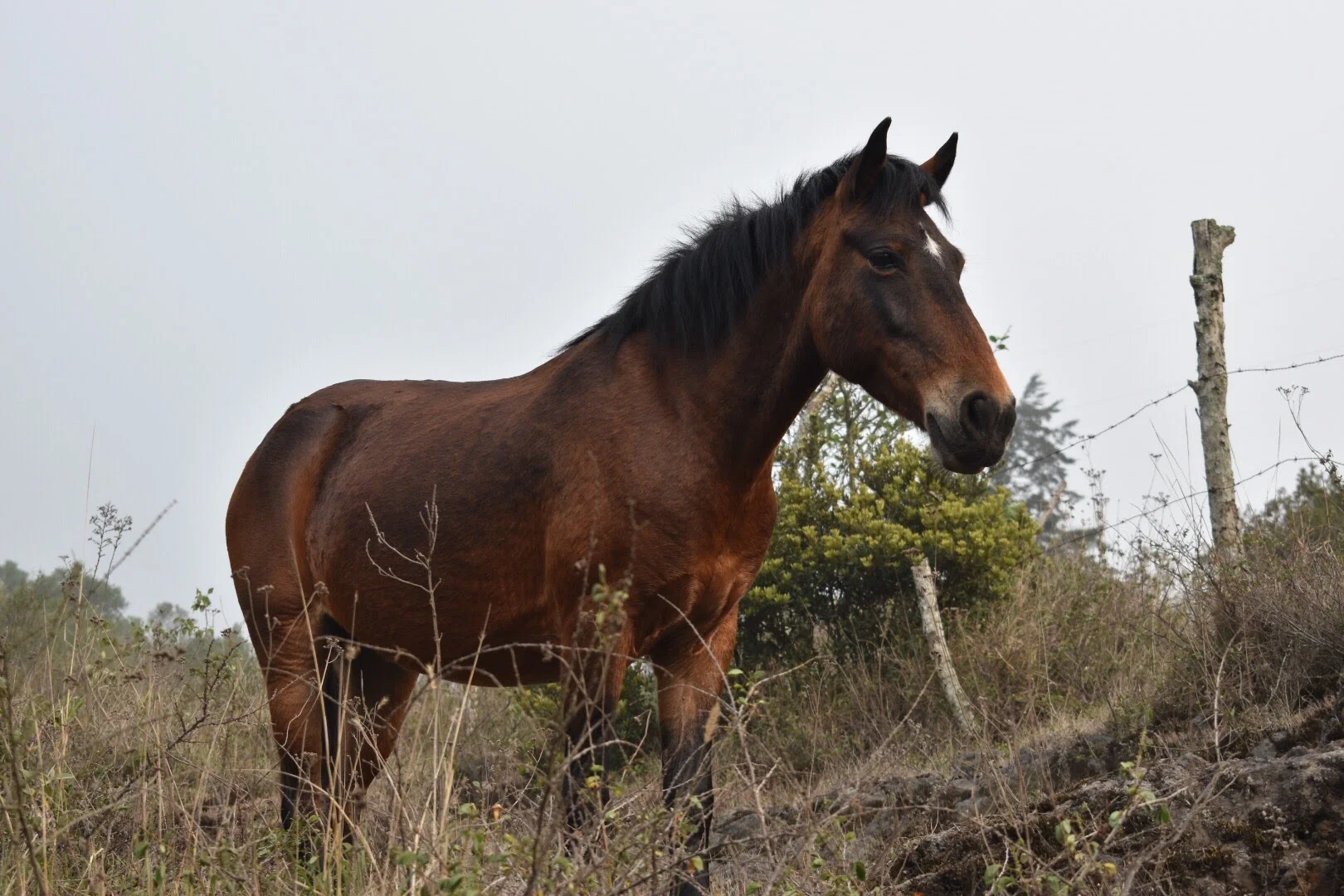 A Horse at Pacaya Volcano in Guatemala