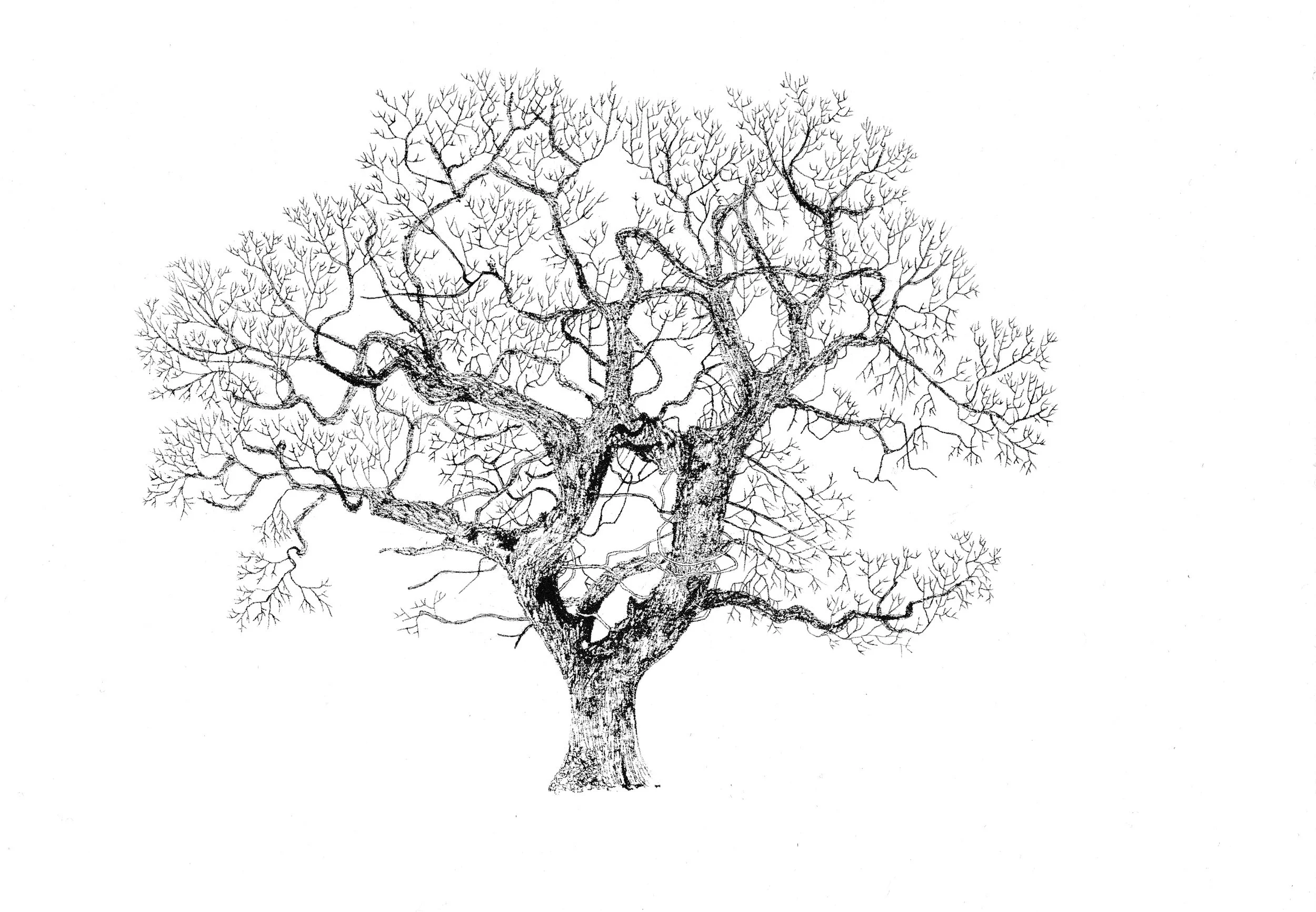 Oak in Winter