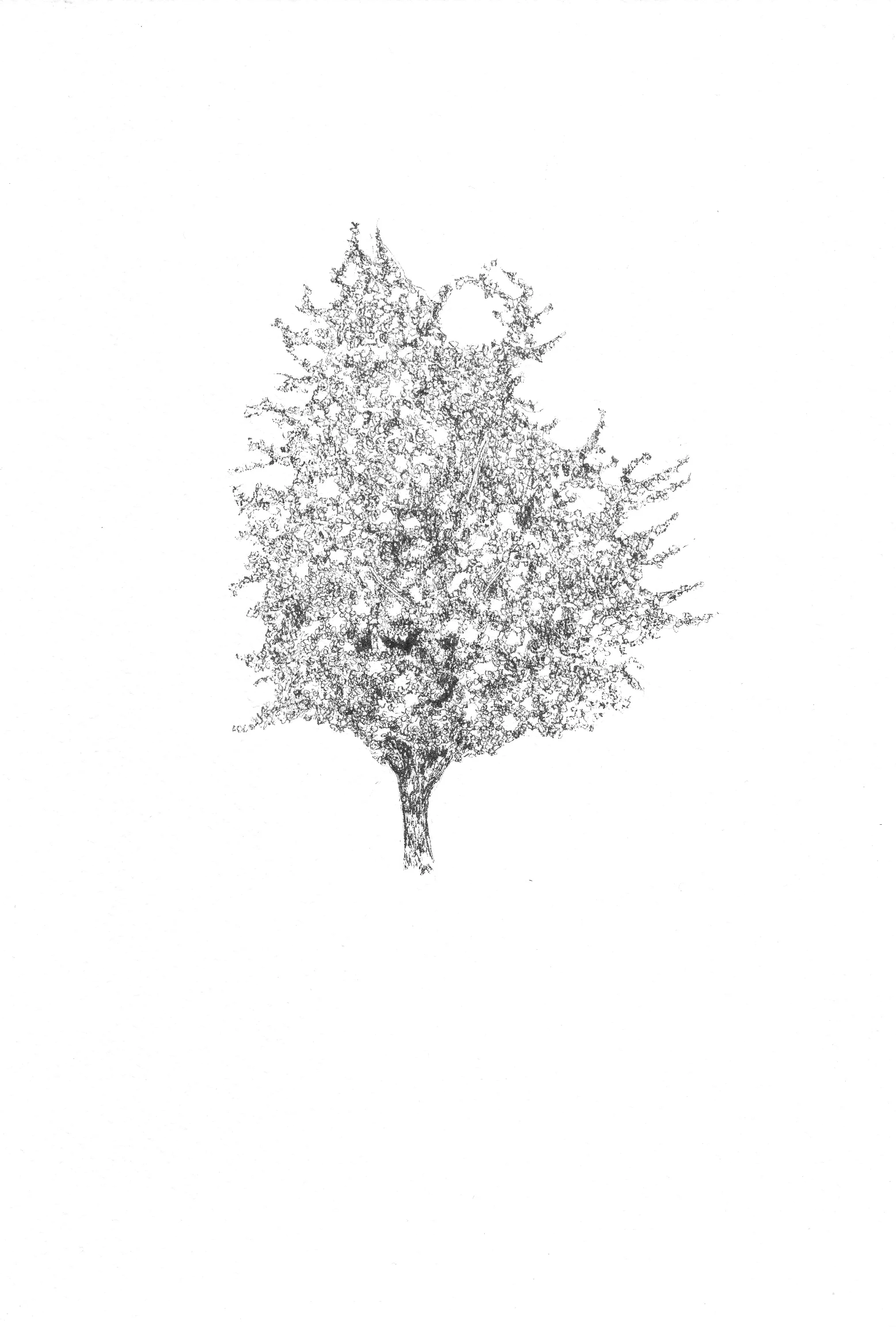 Common Hawthorn