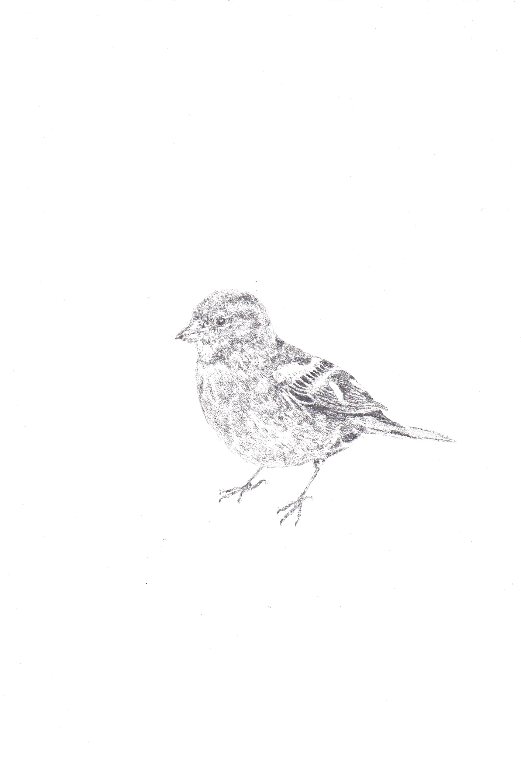 Female Chaffinch