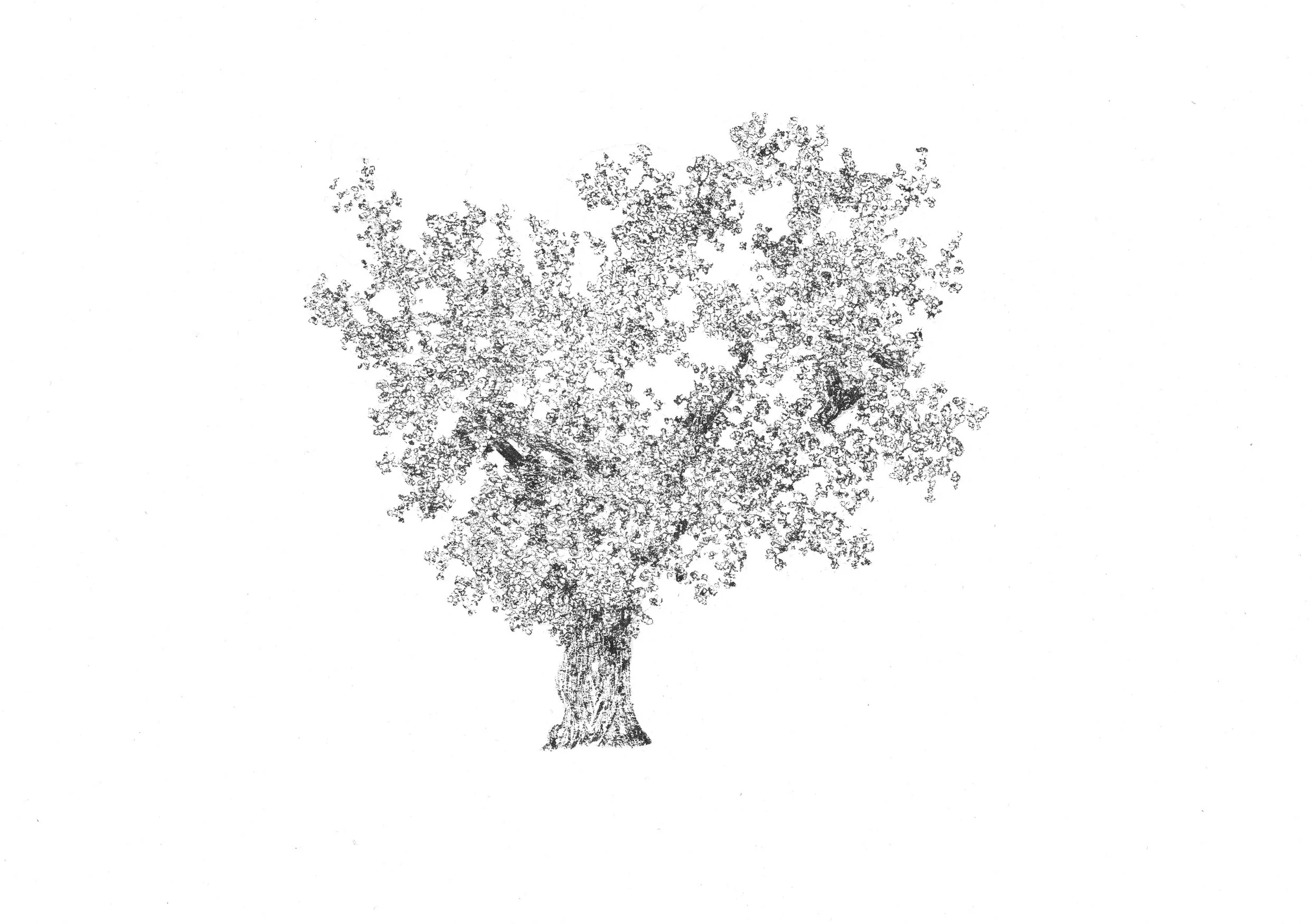 Bracknell Forest Oak