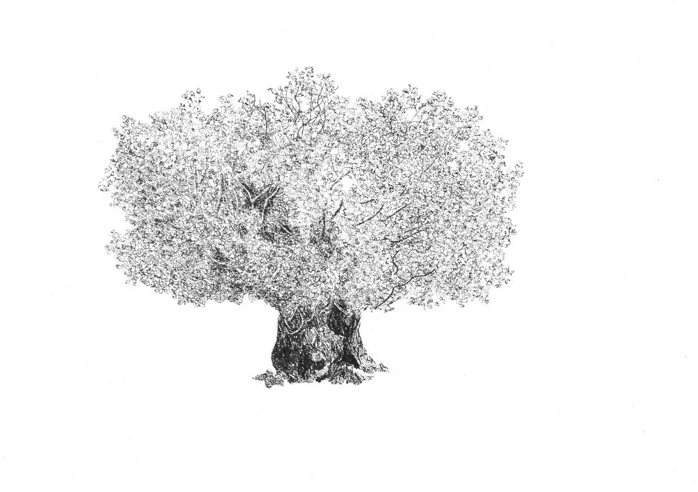 Veteran Oak