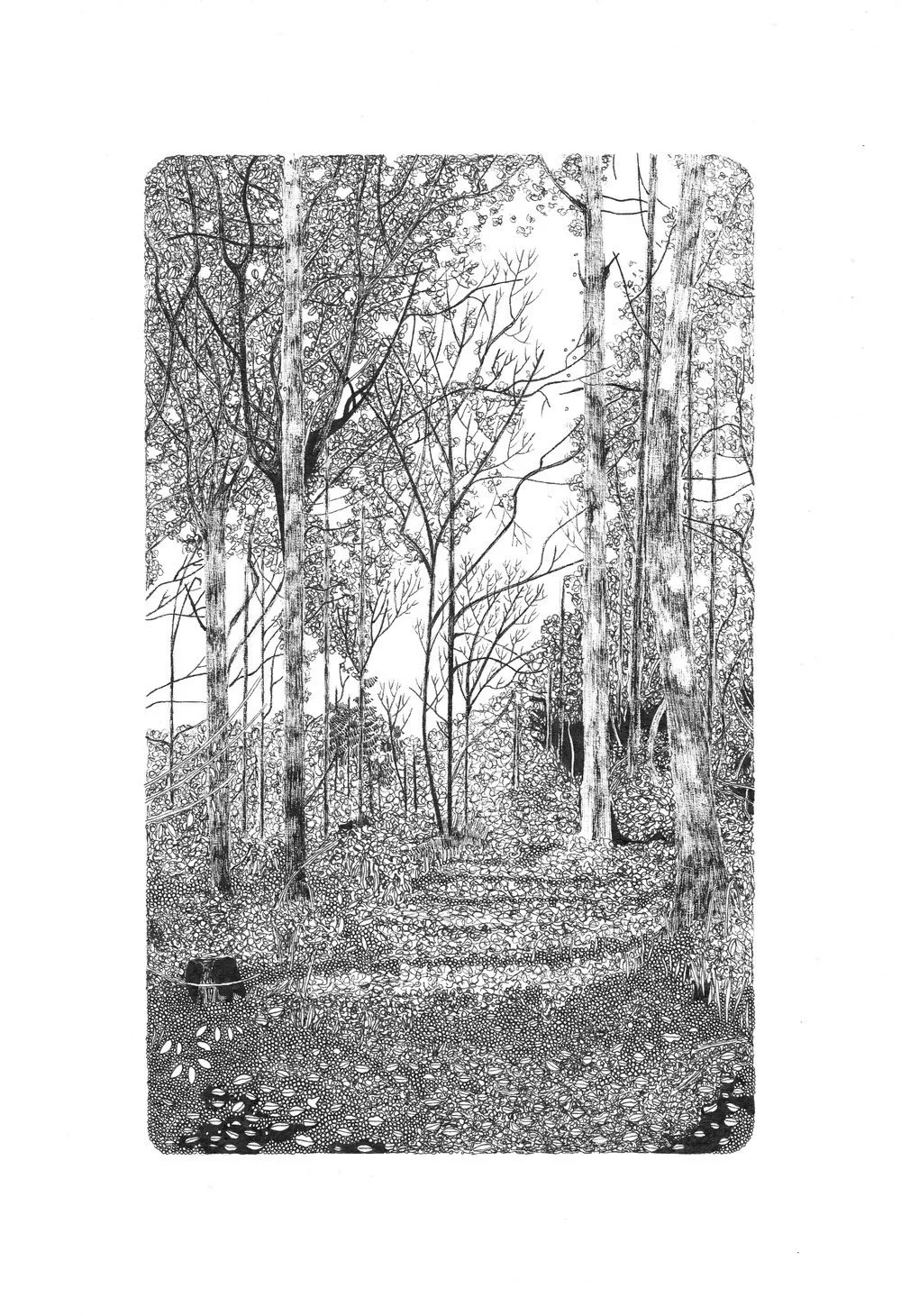 Woodland Study IV by Claire Leach
