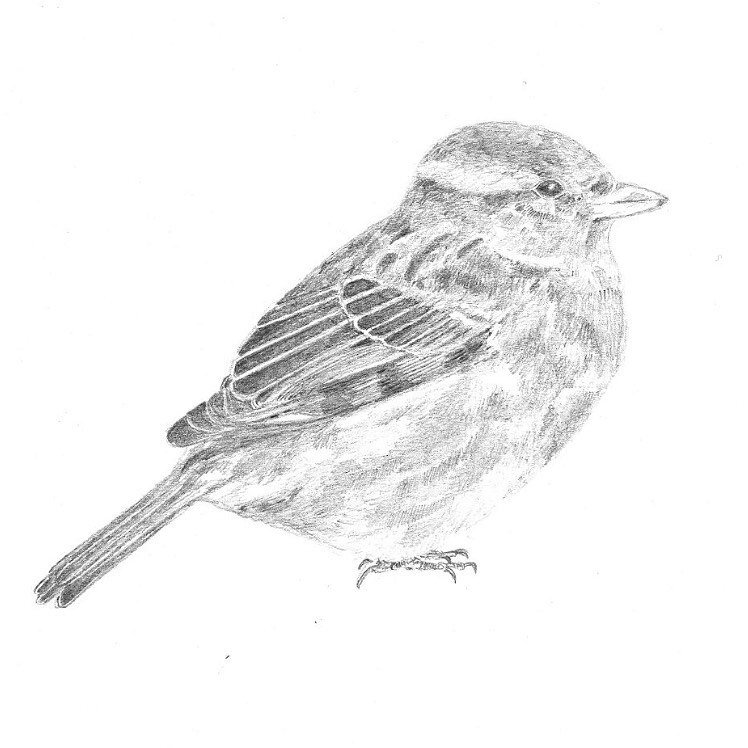 Little sparrow is still in need of a home, his mates robin and wren flew the nest a while ago and he&rsquo;s feeling left out! If you like him but his price tag is a bit much then he is available as a print from as little as &pound;16 - prints are hi