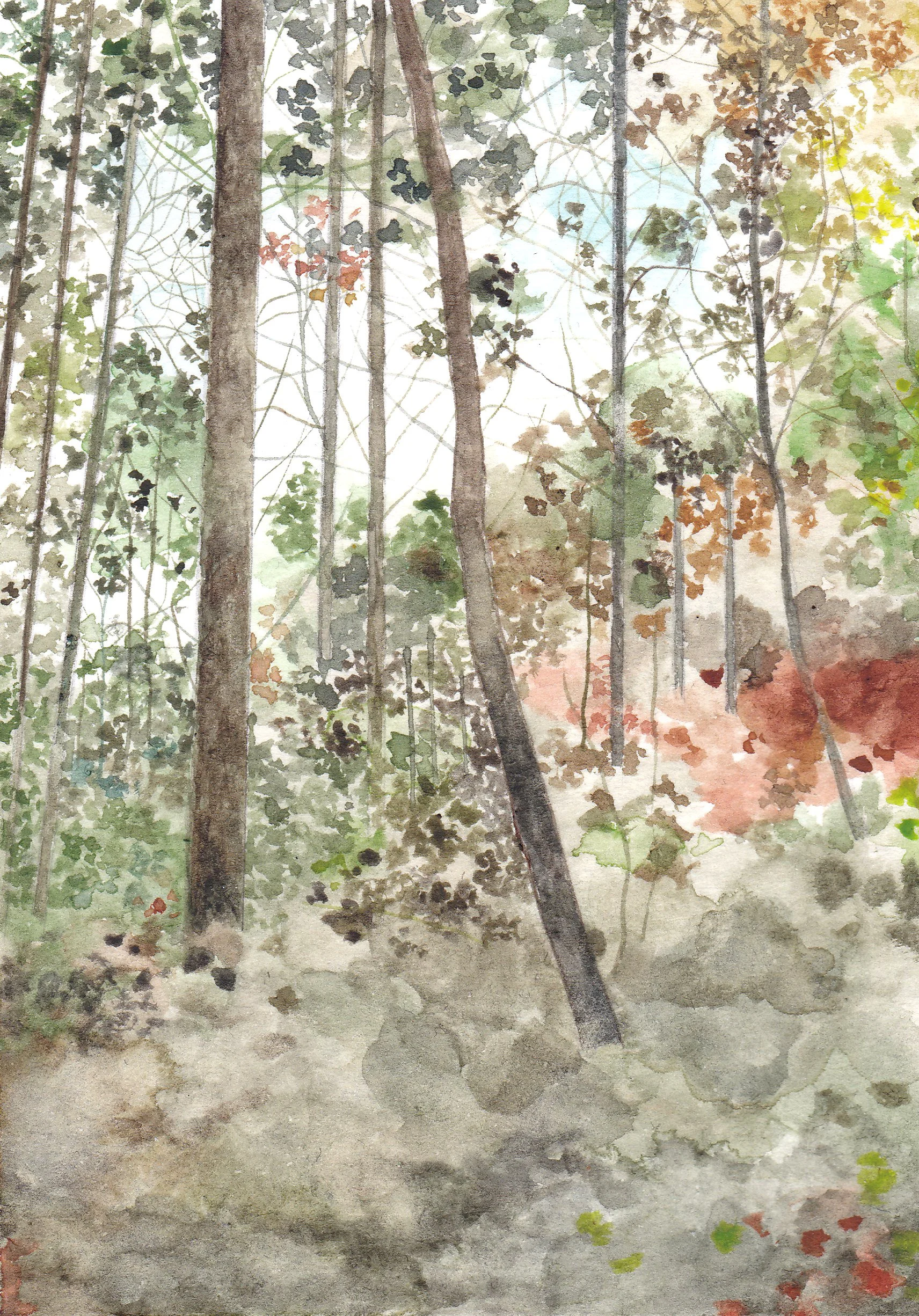 Forest of Dean Colour Study III