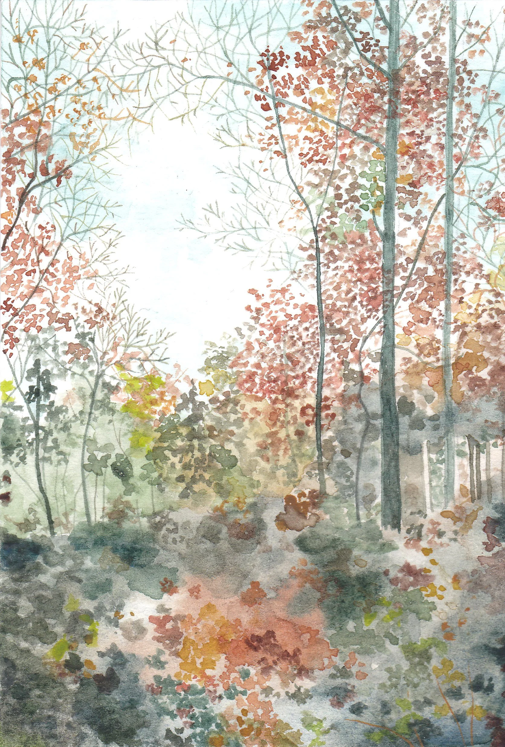 Forest of Dean Colour Study IV