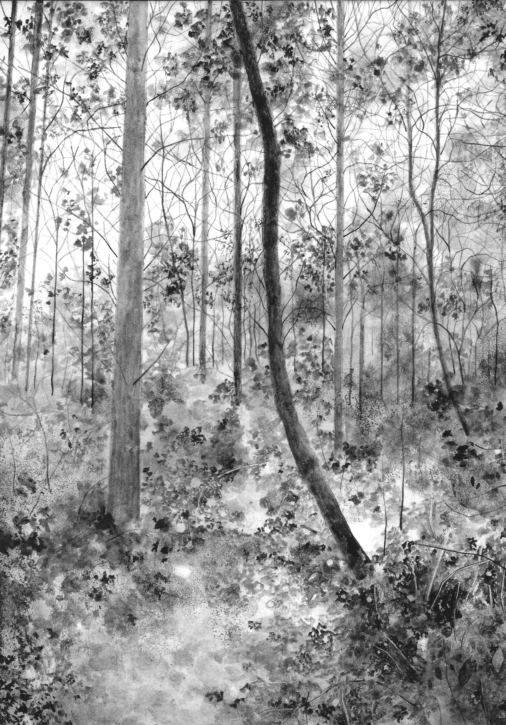 The Forest in November