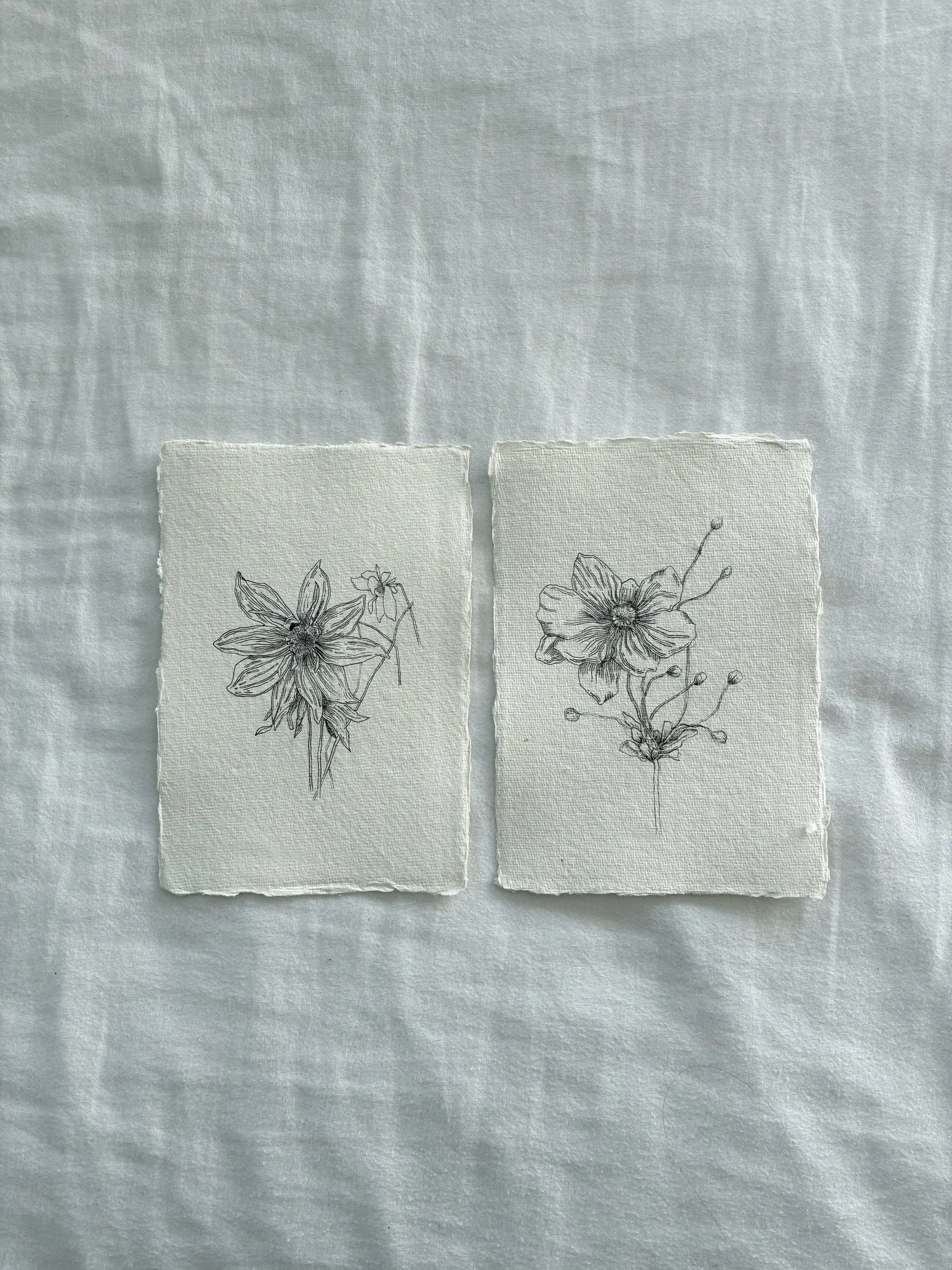 Two botanical studies; Dahlia and Japanese Anemones. Drawn with fountain pen on characterful Khadi paper, a perfect pairing or beautiful alone. I can imagine these, float mounted in a traditional frame, hung in a cosy study or living room to introduc