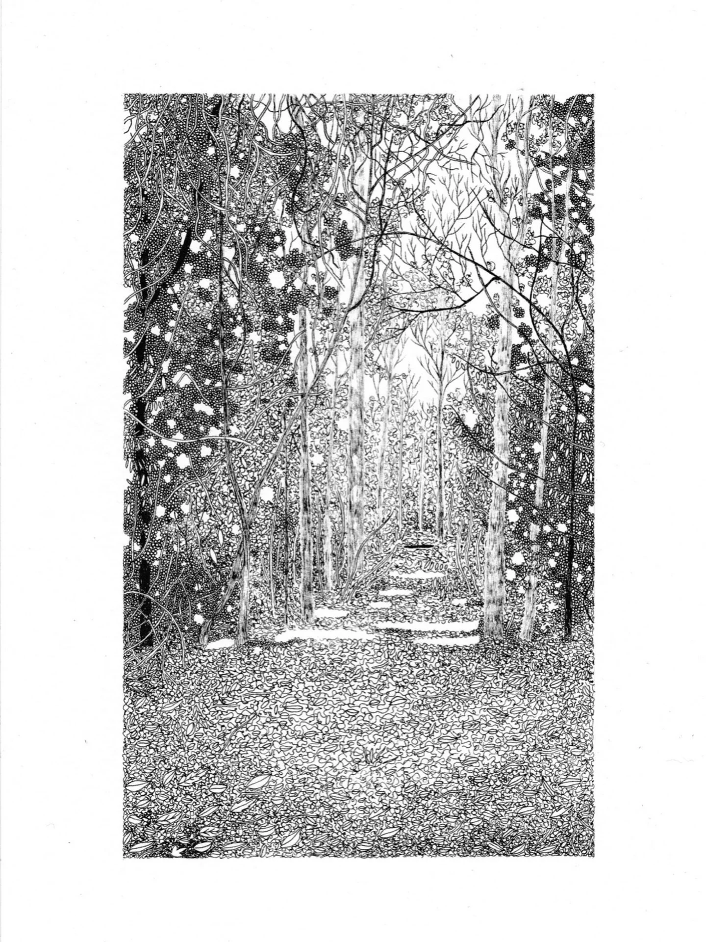 Somewhere on the Sculpture Trail, 21cm x 14.9cm, pen on paper. Available as a limited edition archival quality gicl&eacute;e print for &pound;30 plus &pound;2 U.K. postage. 

A messy tangle of branches, leaf strewn woodland floor and beautiful sunlig