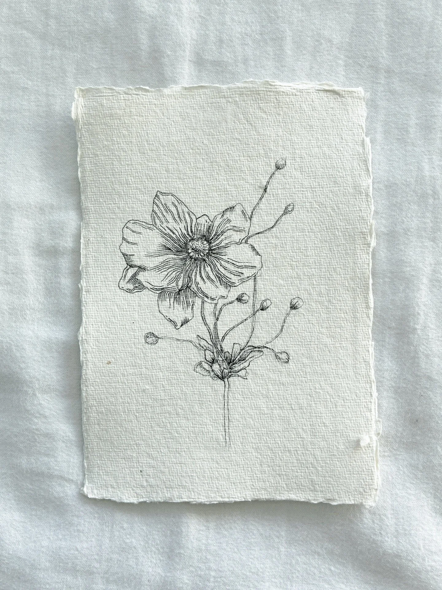 A Japanese Anemone Study, 15.5cm x 11cm, ink on Khadi paper, 2026. 

A slow start to the year drawing-wise for various reasons but I&rsquo;m pleased to have at least made some delicate botanical drawings. There are two in my shop, I&rsquo;ve kept the