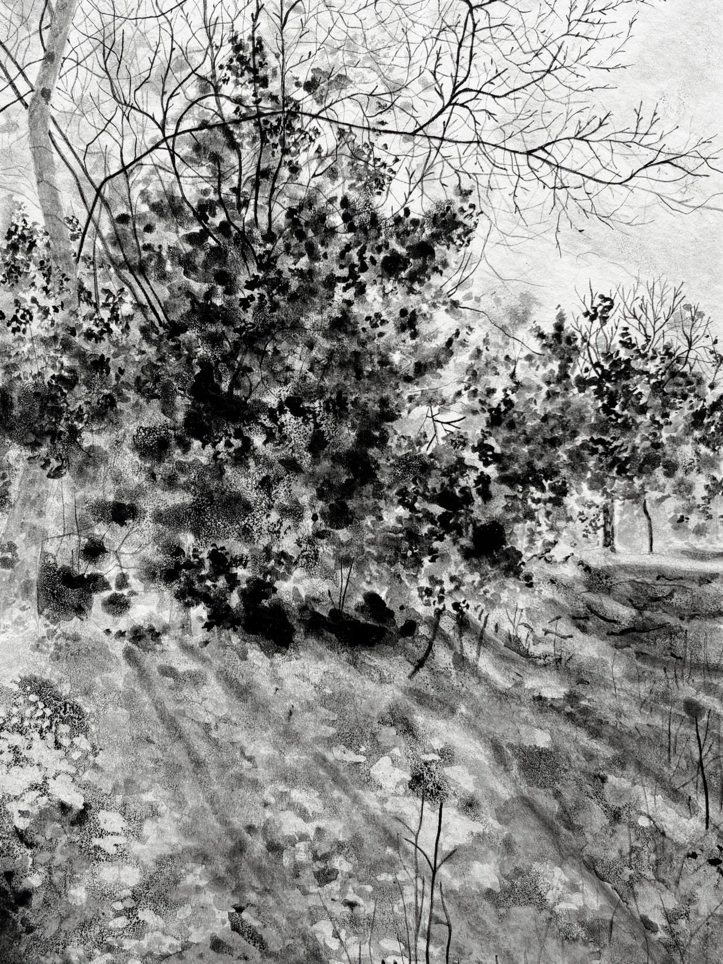 Another untitled ink drawing, inspired by a winters walk at Blackwood Forest in Hampshire. Long shadows from the trees behind me striped the ground, dark evergreen foliage and bare twiggy branches framing the top. 15cm x 10.5cm, ink on paper. I&rsquo