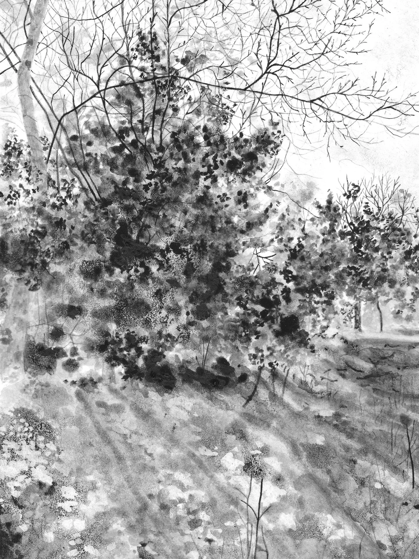 Four new drawings listed in my shop. 🌿