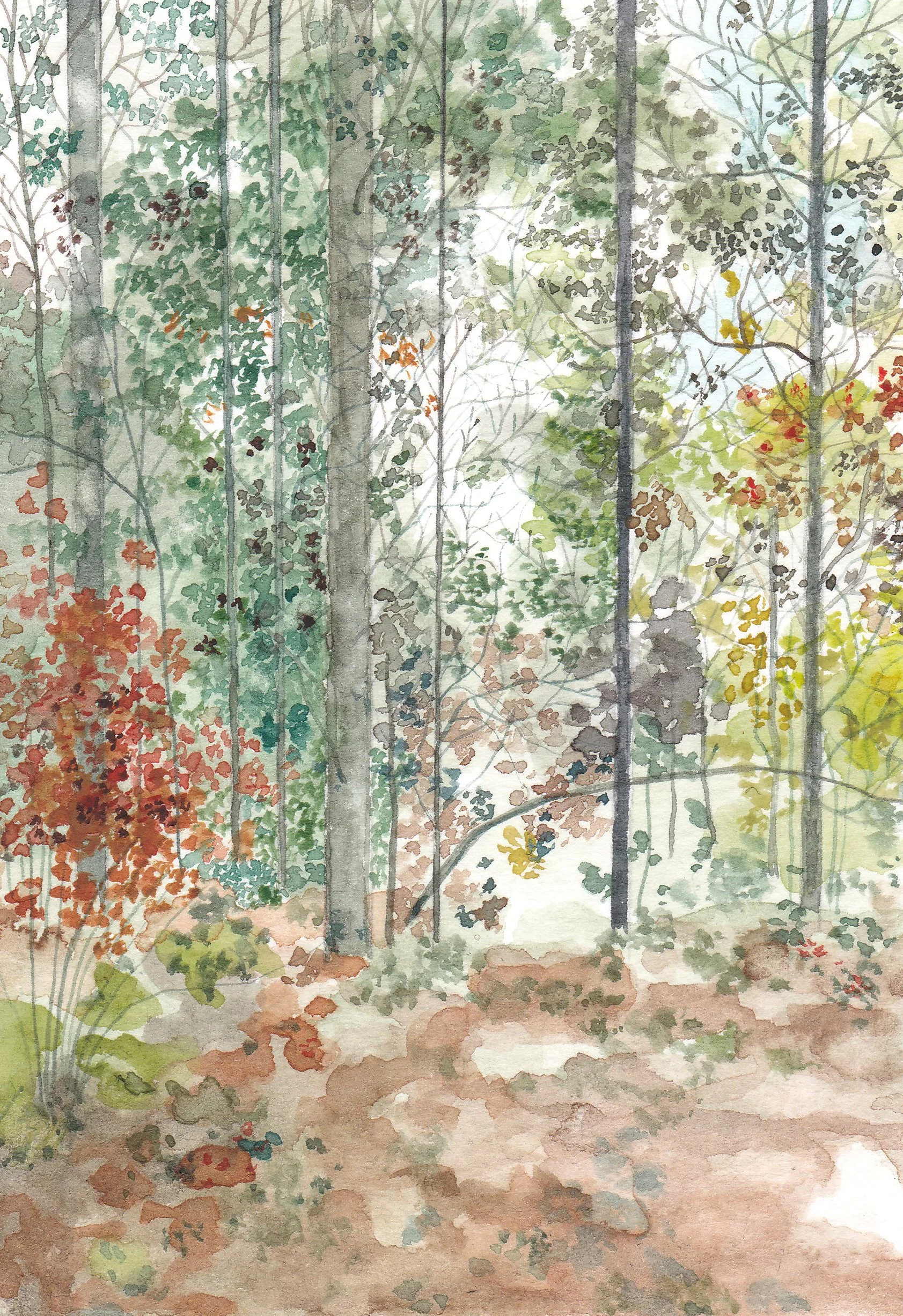 Forest of Dean Colour Study V Original Painting by Claire Leach