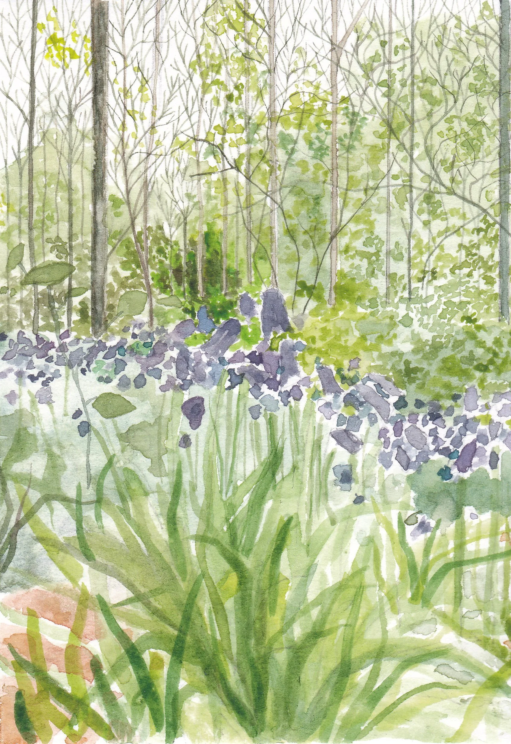 Bluebells Colour Study Original Painting by Claire Leach