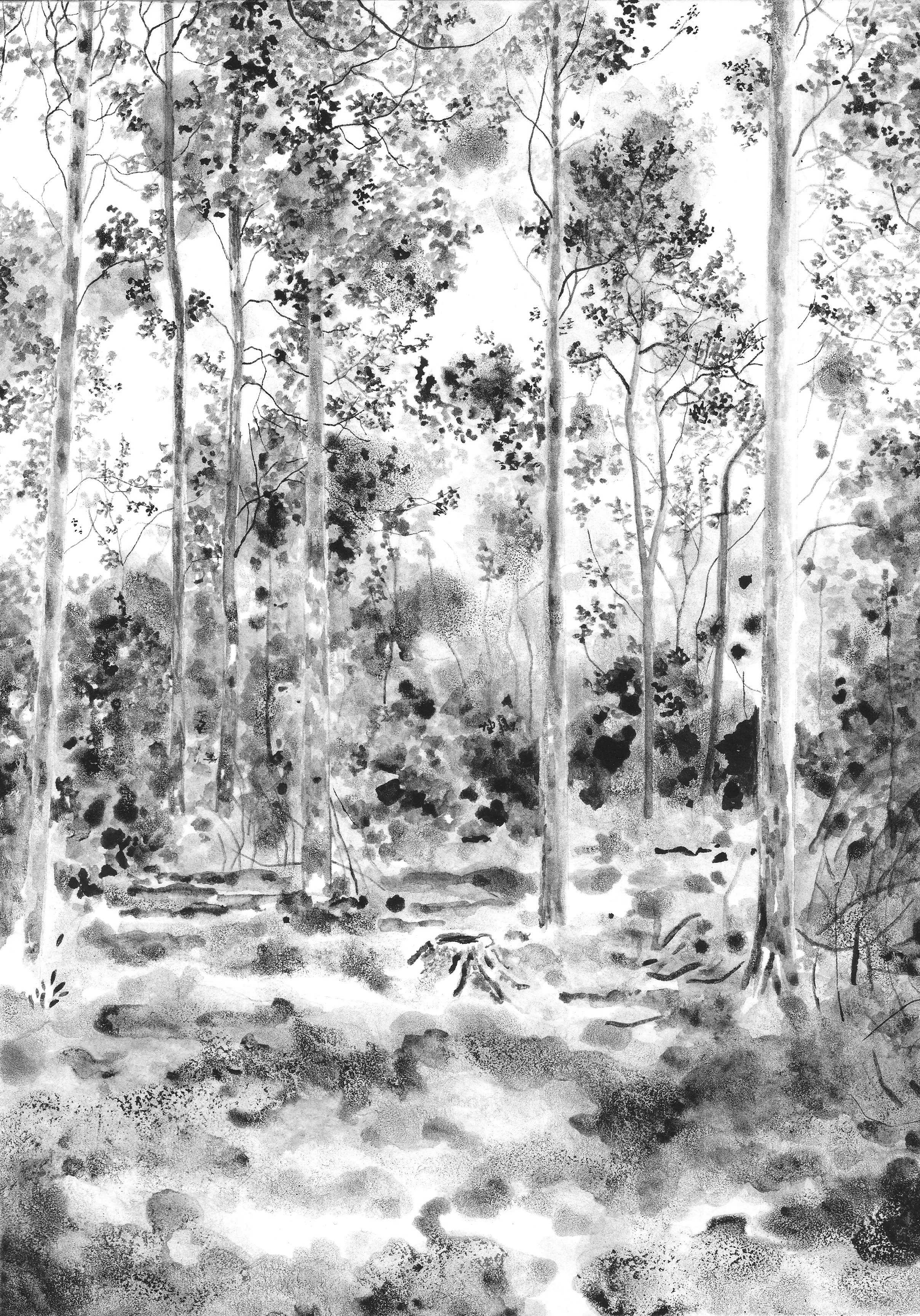 Woods at Cragside.jpg