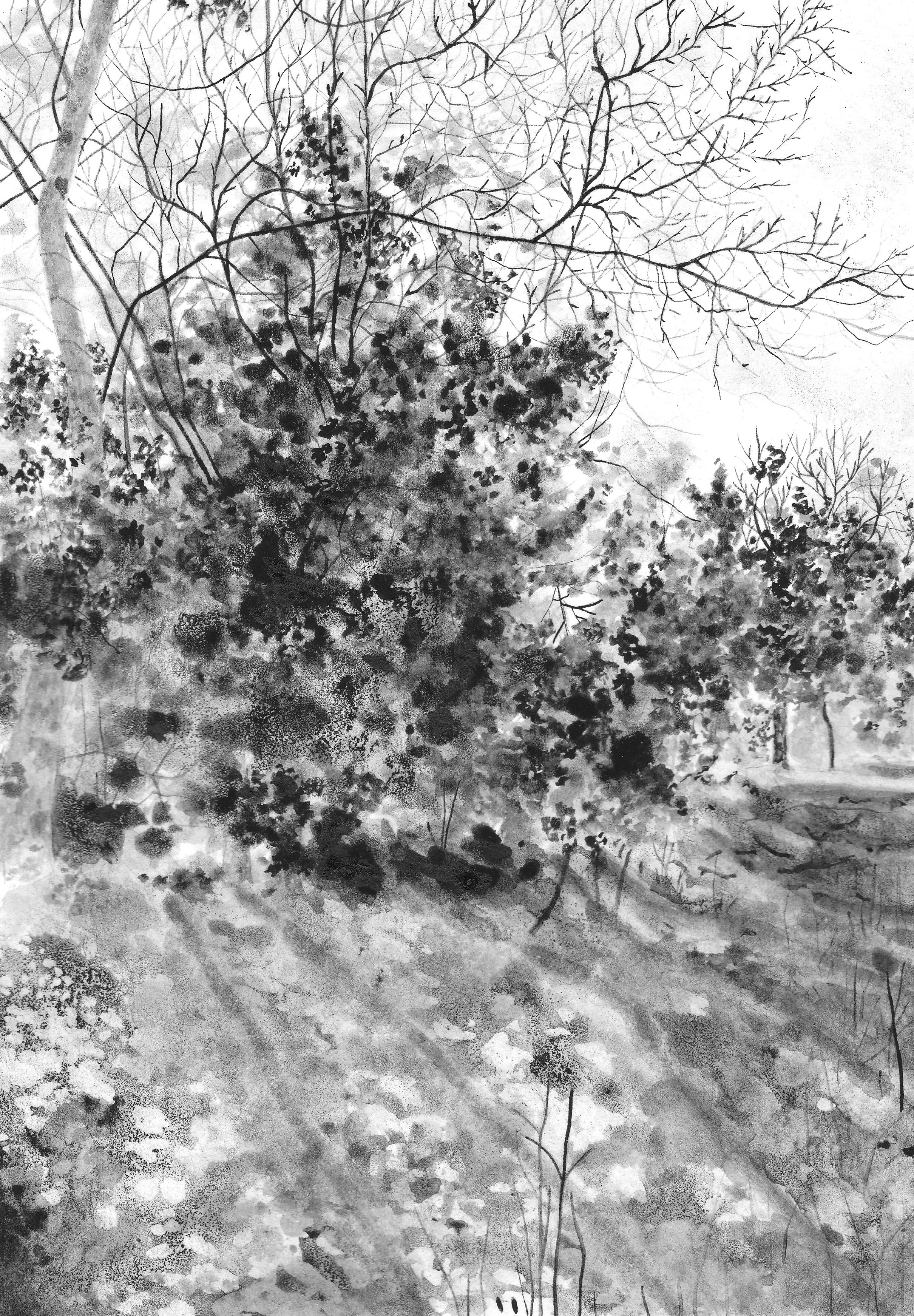 Blackwood Shadows.jpg