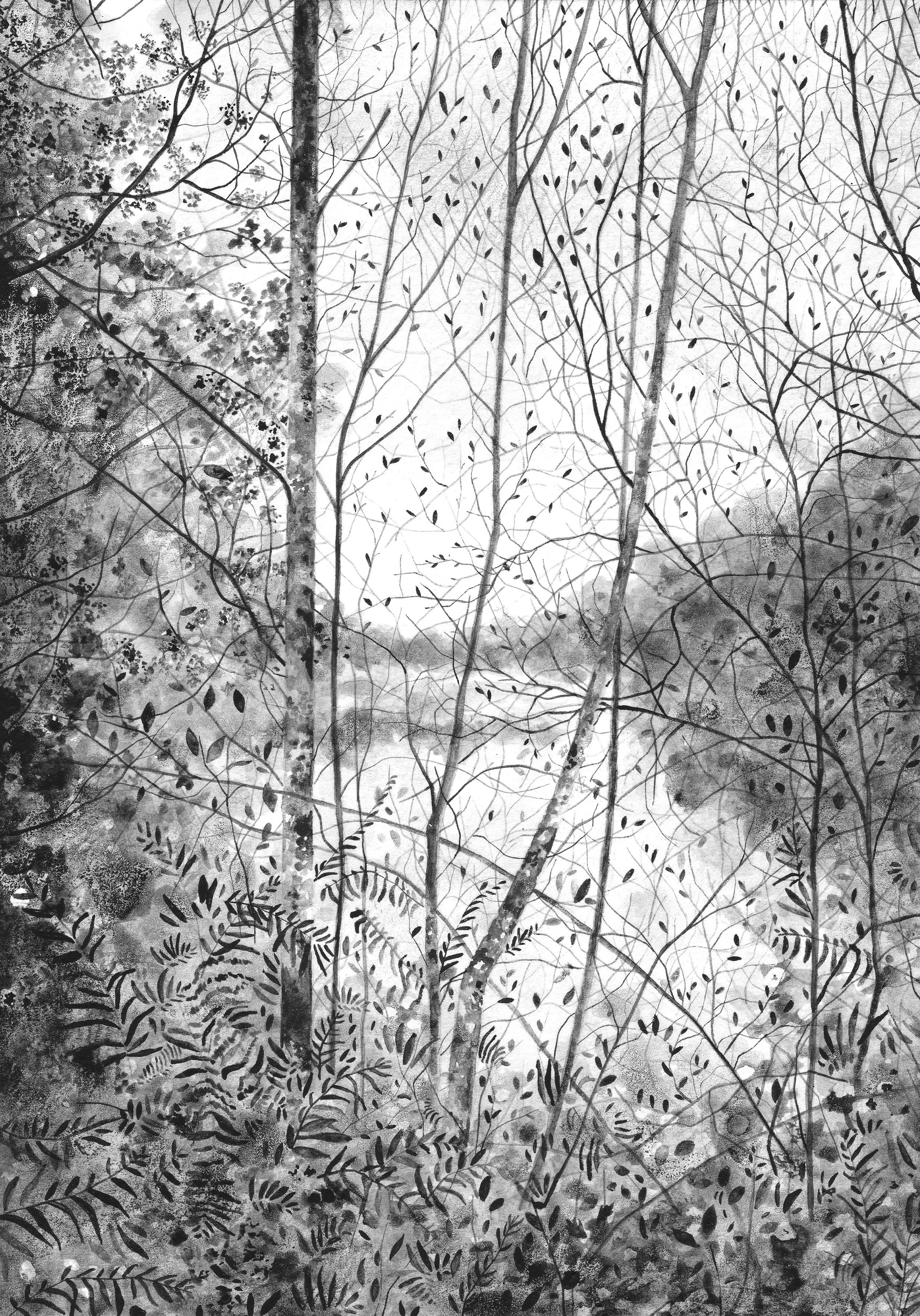 Ferns at Cannop Ponds.jpg