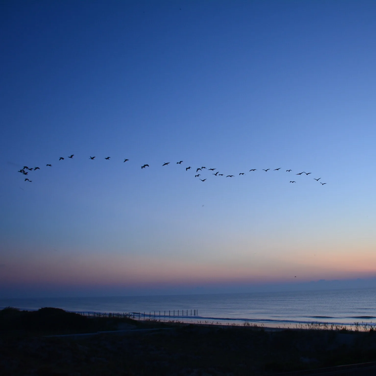  Flock of terns. Corolla, North Carolina 