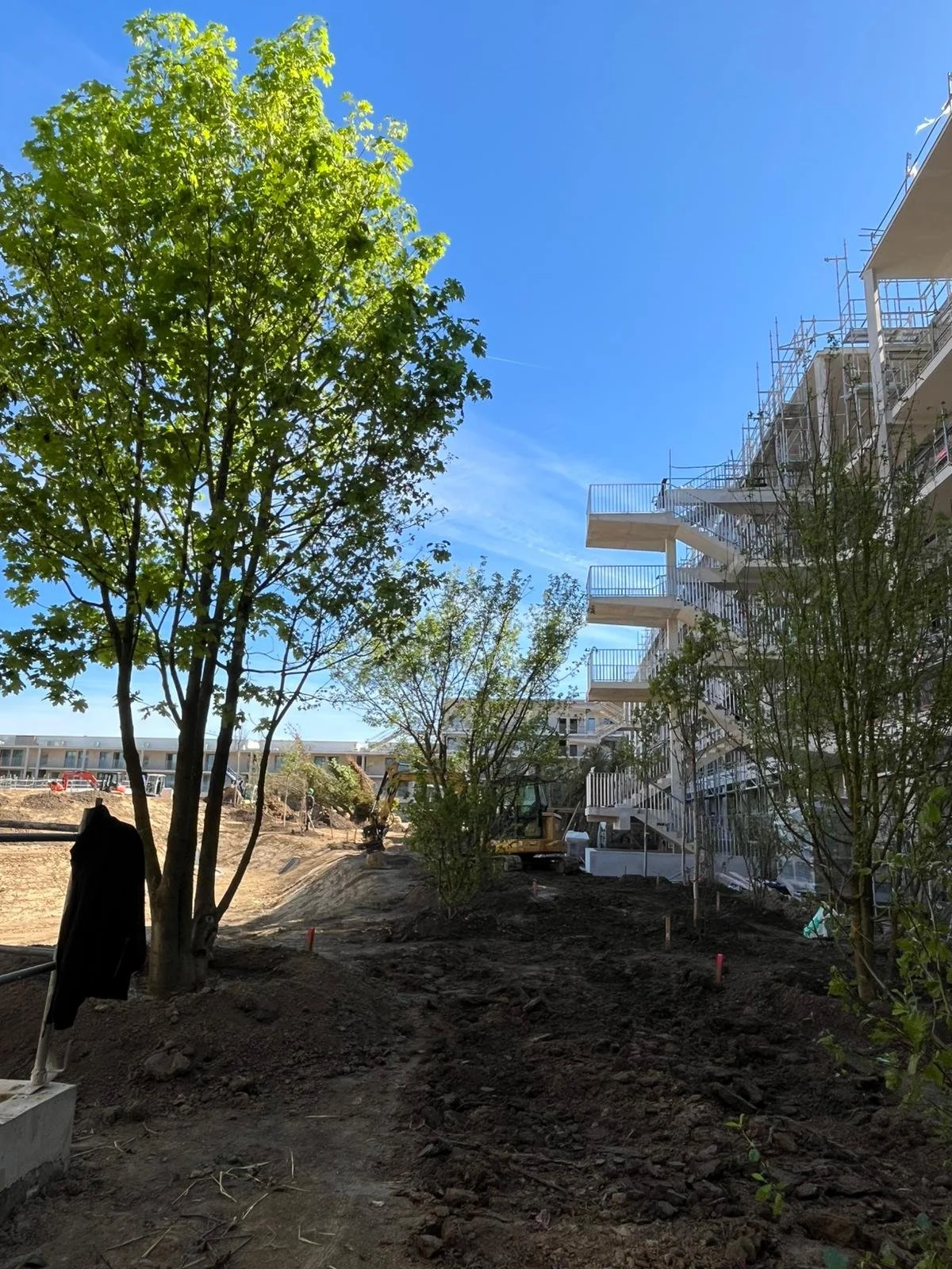 Plantation des arbres