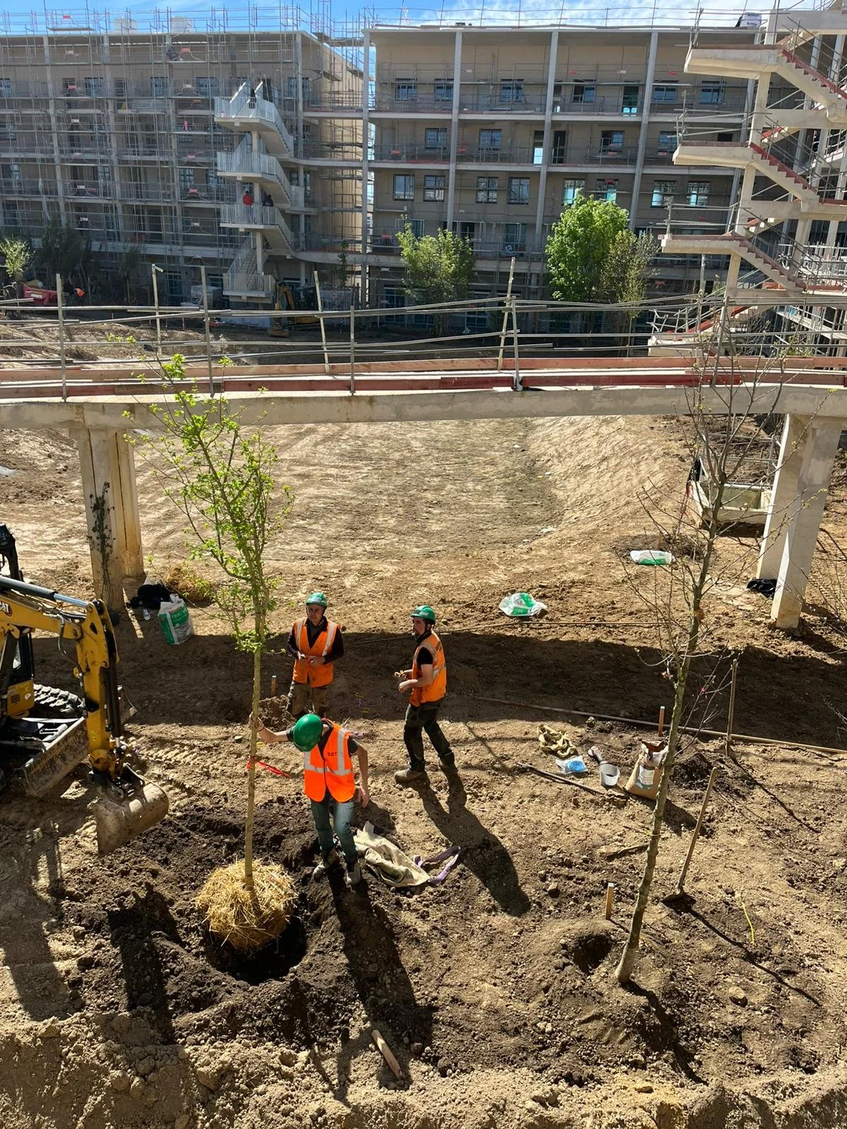 Plantation des arbres