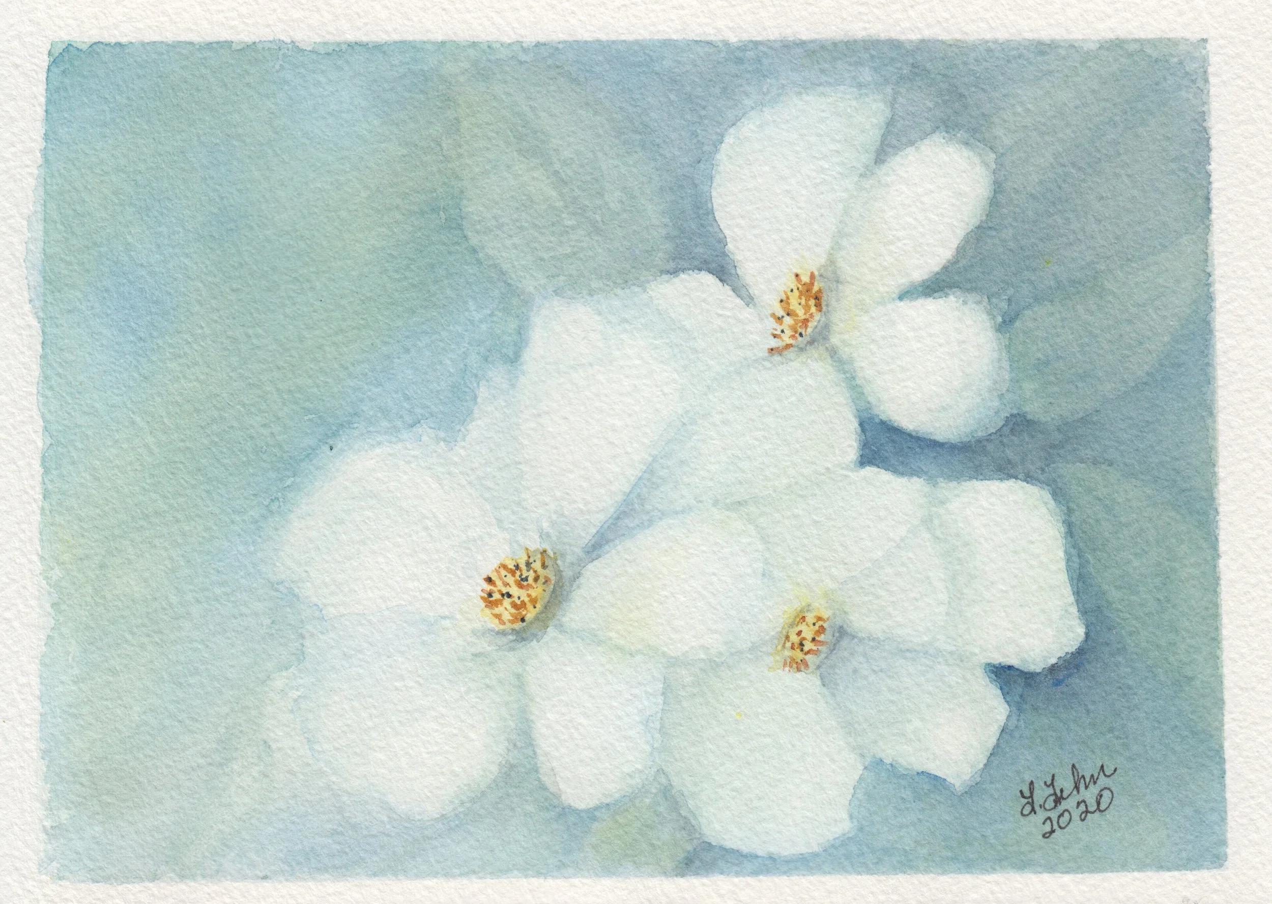 appleblossoms.jpeg