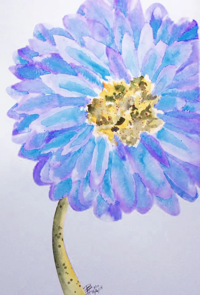 GerberDaisy-BluePurple copy.jpg
