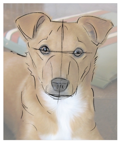 drawdog3a.jpg