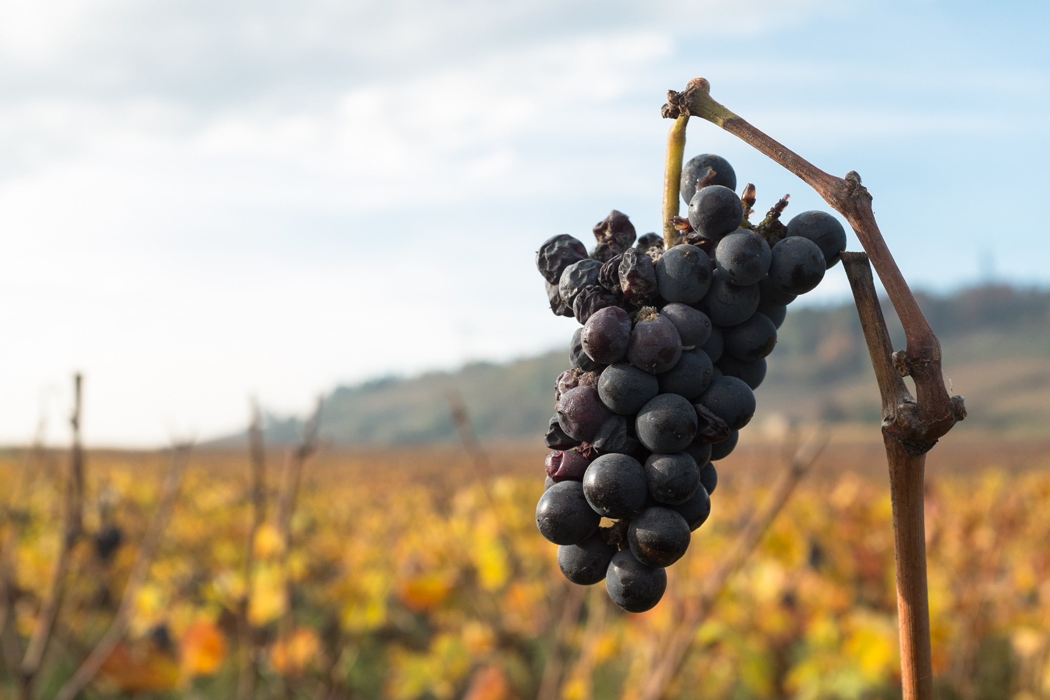 BOURGOGNE-FRANCHE-COMTÉ