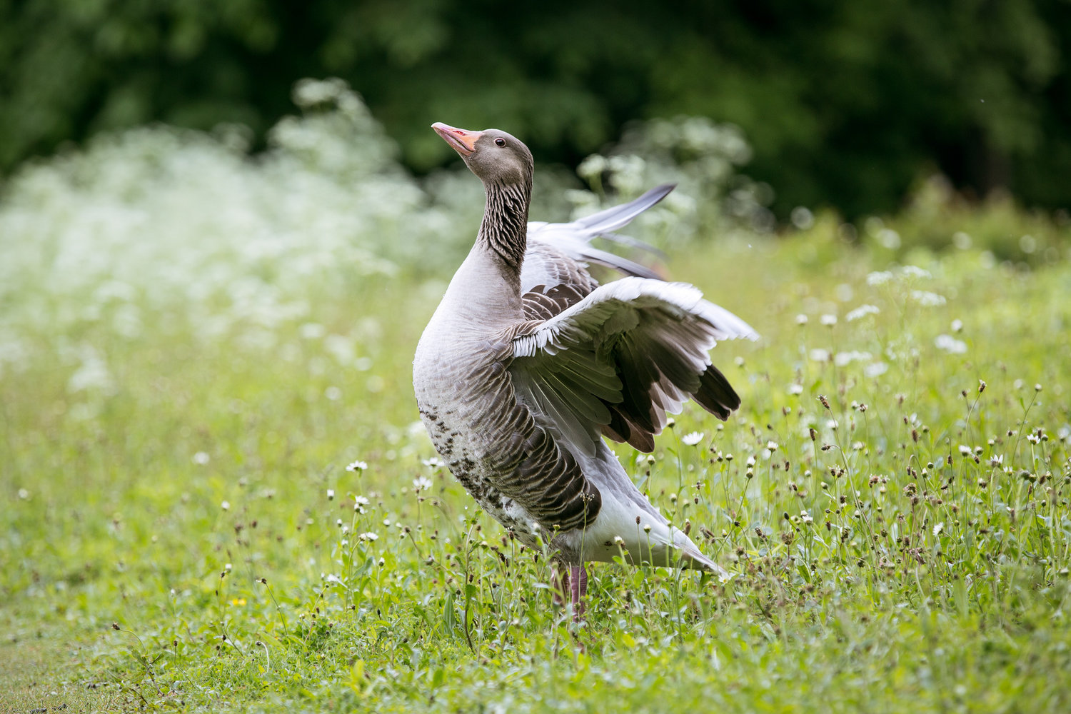 1127-bavarian-bird-in-bavaria.jpg