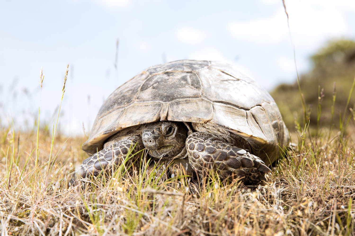 goreme_rose-valley-to-lookout-point-4932-turtle-in-grass-closeup.jpg