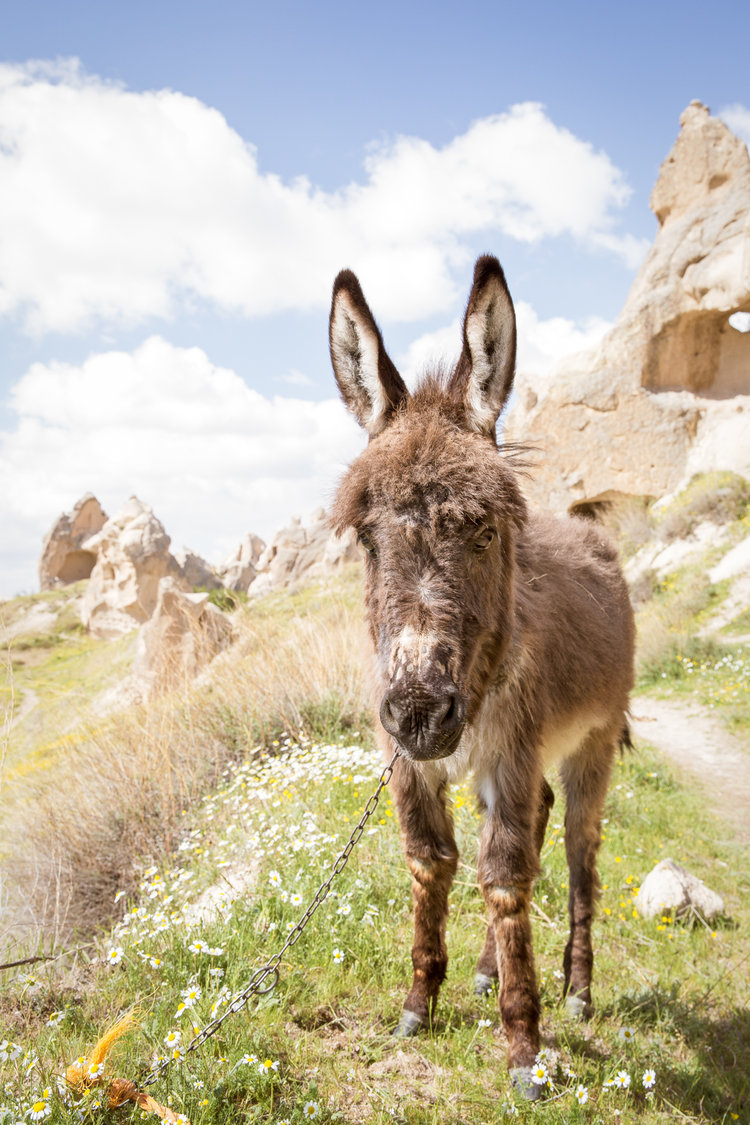 goreme_rose-valley_part1-3974-donkey-attentive.jpg