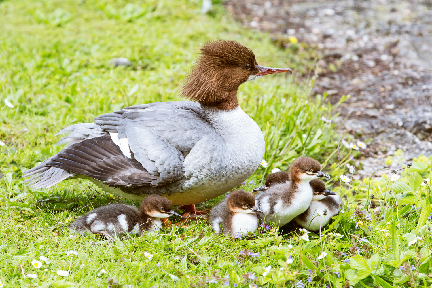 1000-bavarian-bird-in-bavaria.png