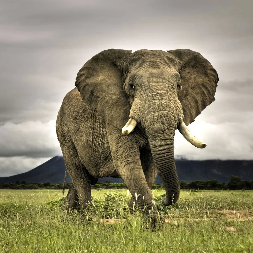 My Favorite Animal