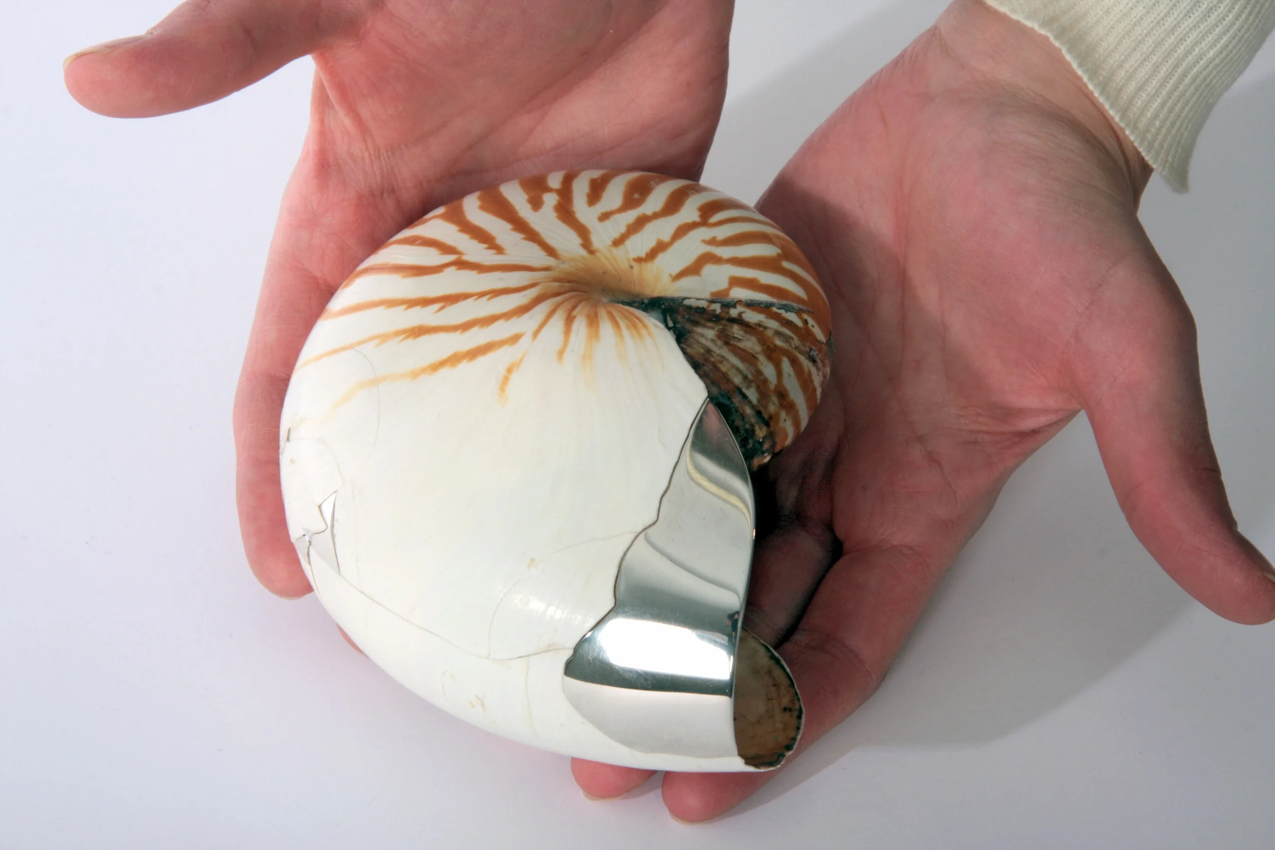 Nautillus shell_detail.jpg