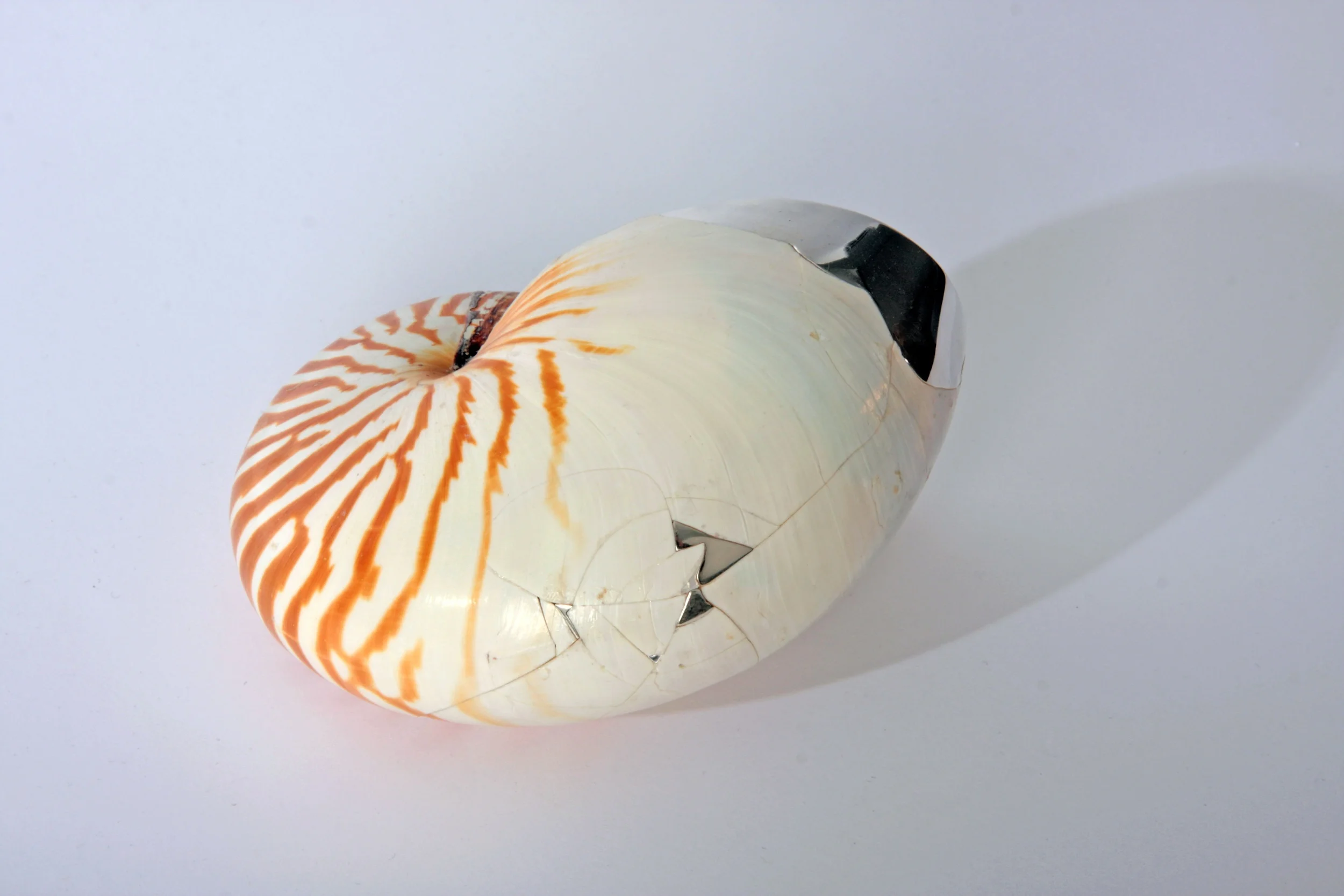 Nautillus shell.jpg