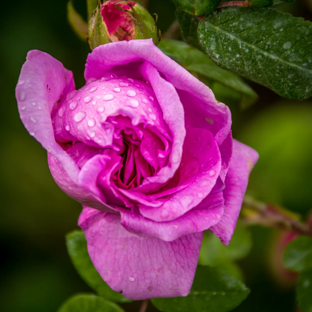 20140428-DSC_7754.jpg