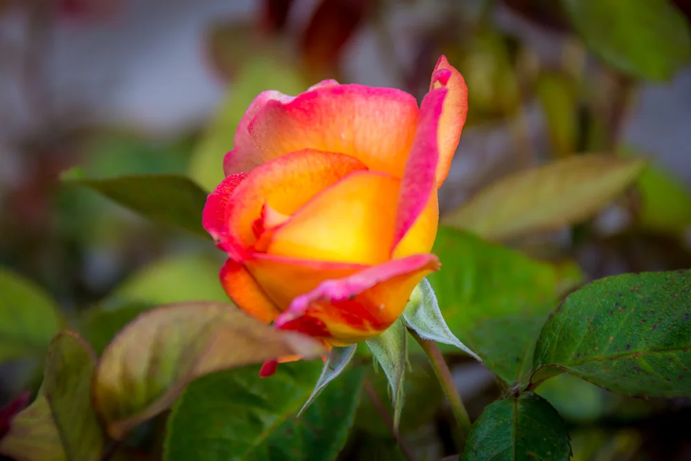 20150715-DSC_5863.jpg