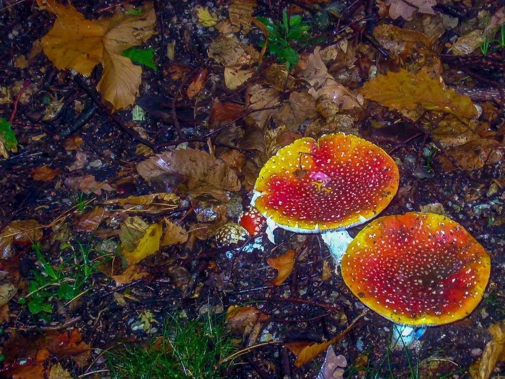 viggiu mushrooms 1.jpg