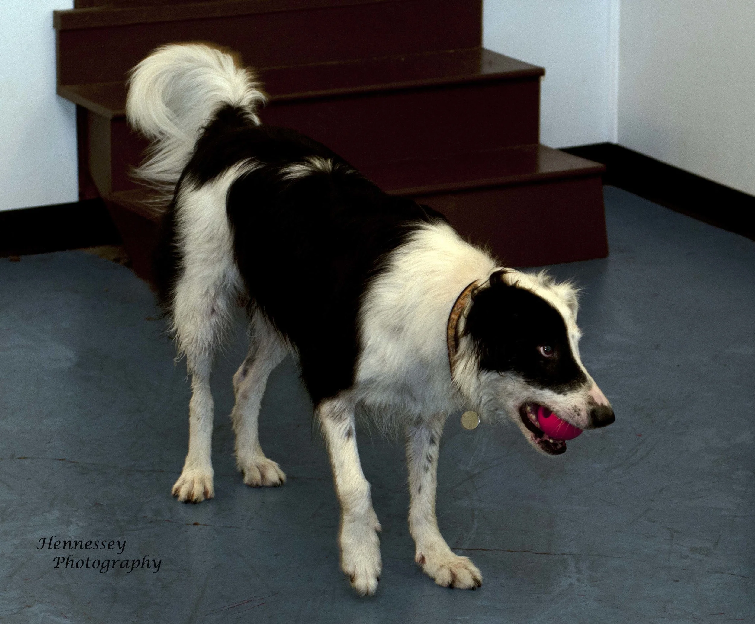 Doggie_2.jpg